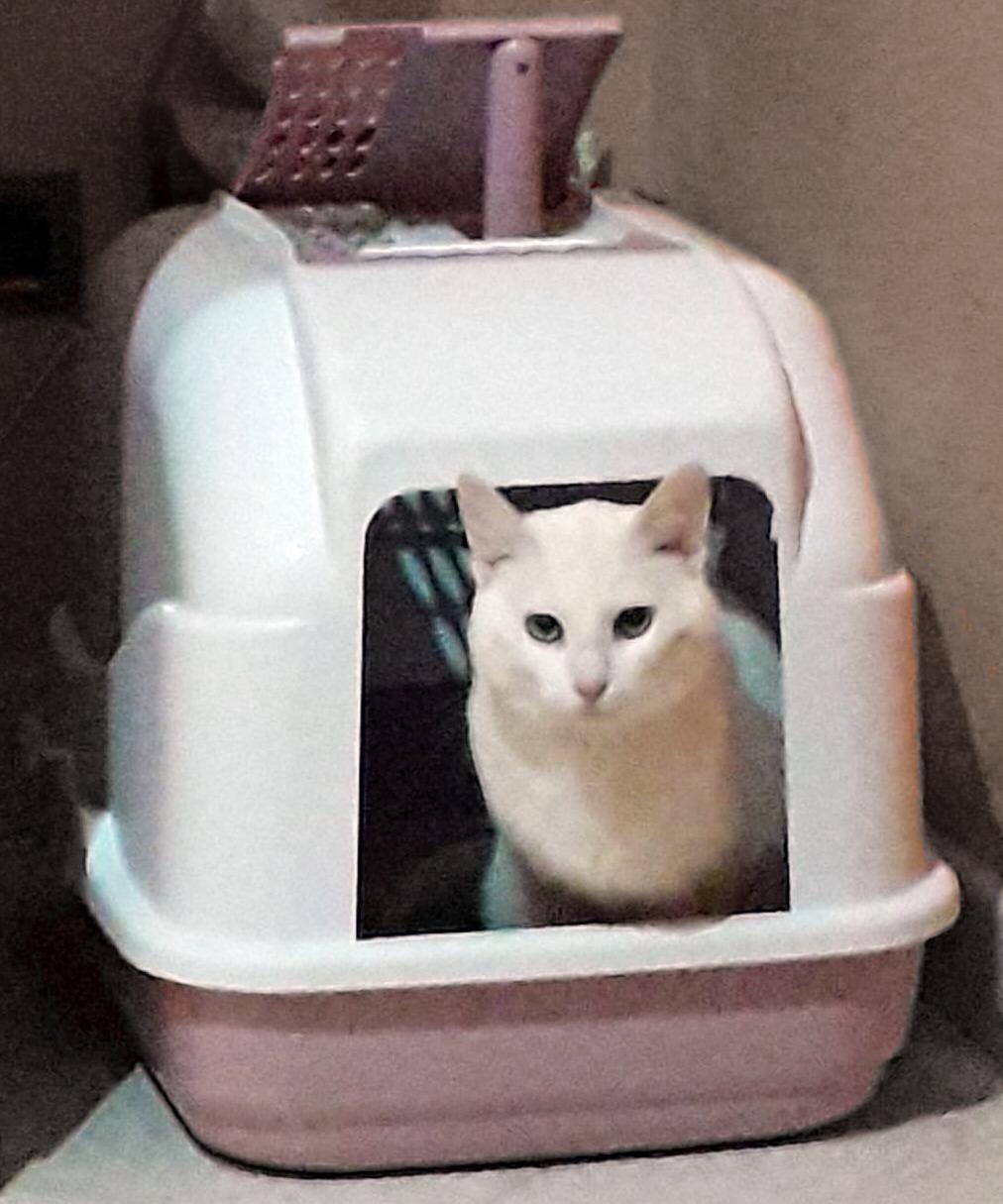 Camon Easy Cat lettiera chiusa per gatti grandi filtro