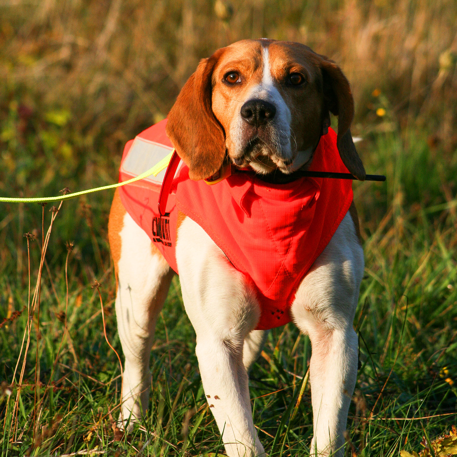 Canihunt Protect Pro L’Original giubbotto cane antiperforazione