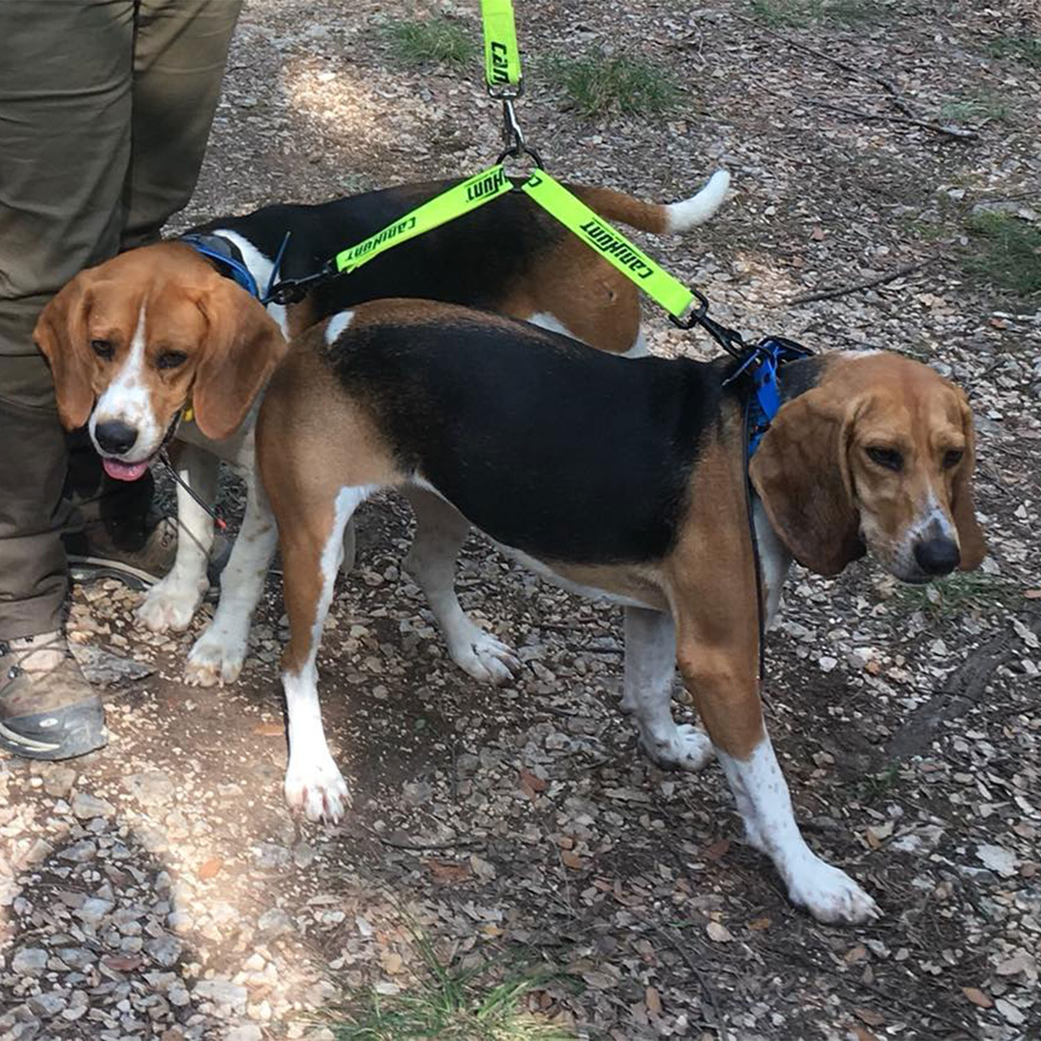 Canihunt Hunter guinzaglio doppio per cani giallo 150 cm