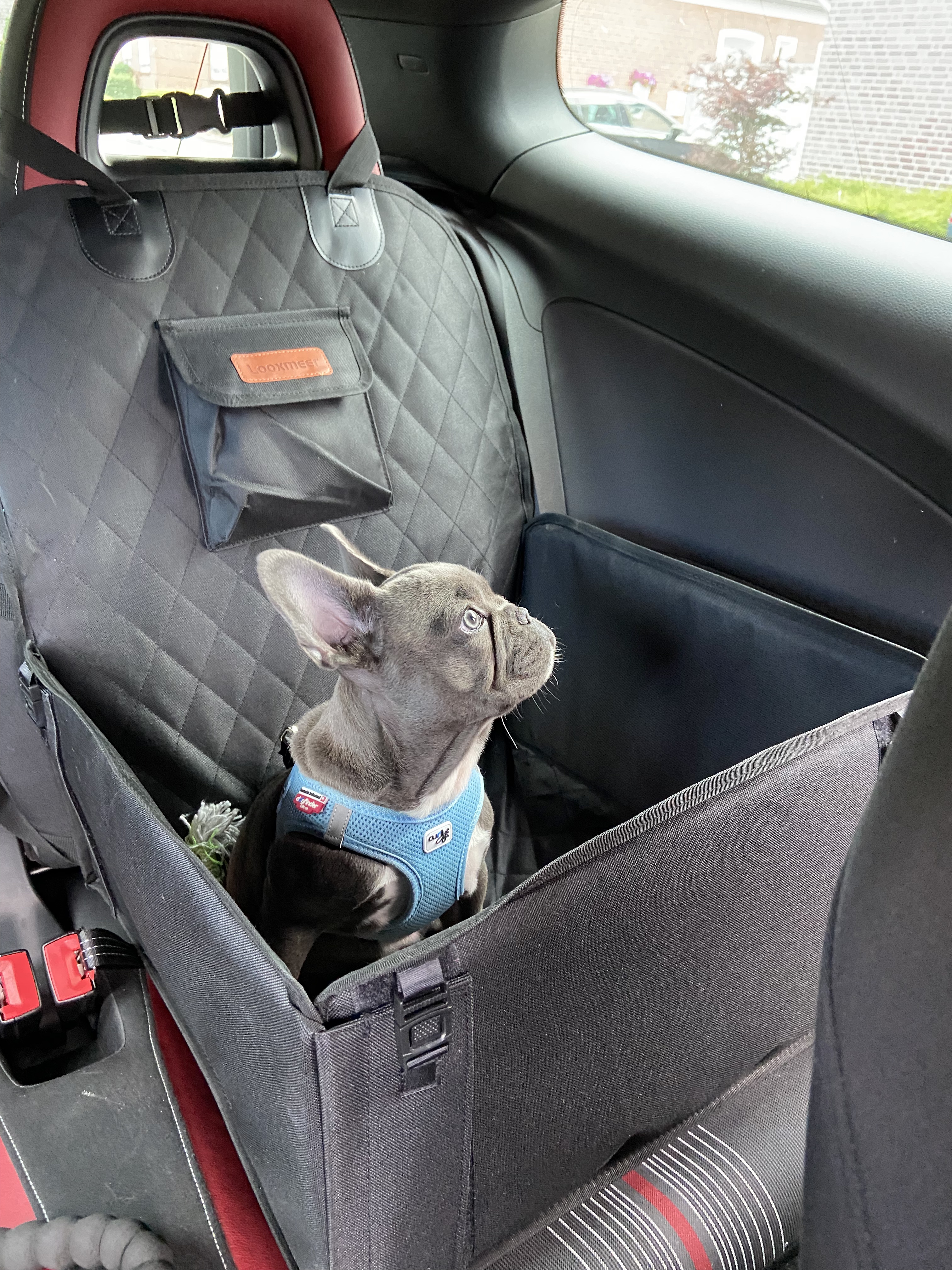 Looxmeer seggiolino auto per cani nero impermeabile