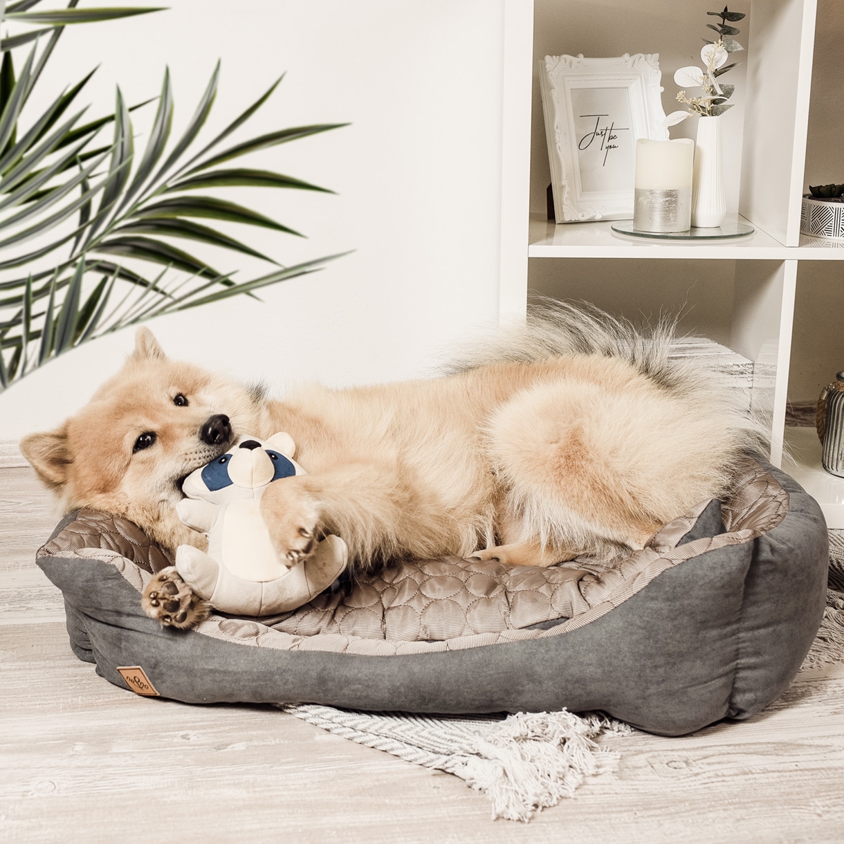 Ne&No Wally Procione Giocattolo Cane Resistente