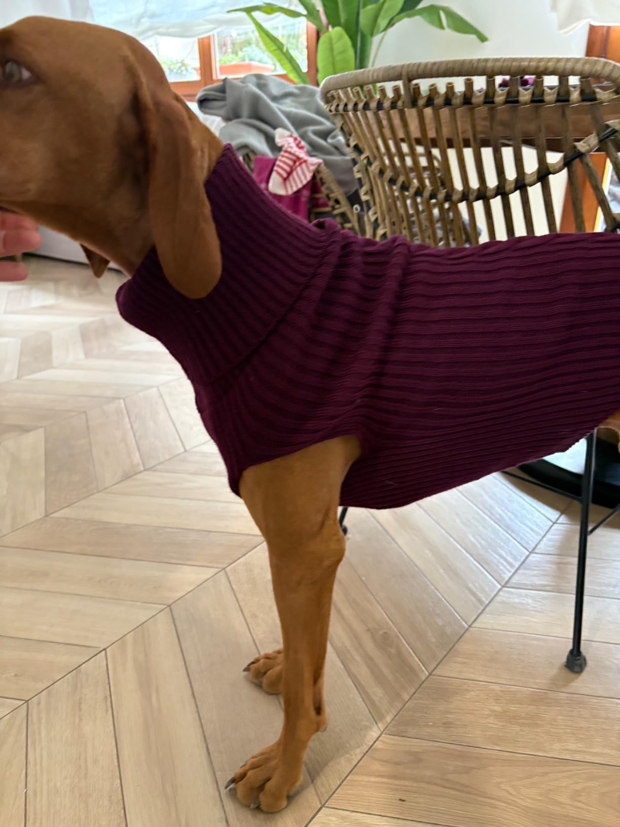 Arppe Sander Maglioncino Cane Fucsia in Acrilico