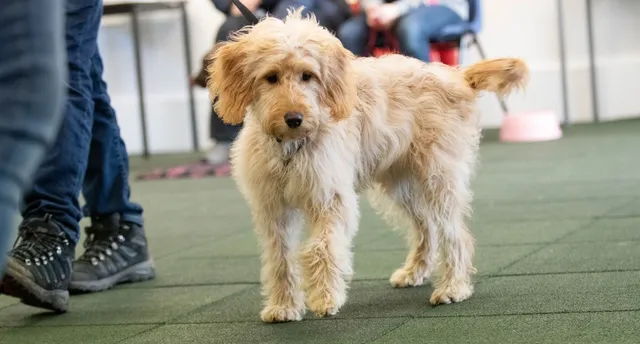 The Company of Animals Senior Puppy corso cuccioli 21 giugno ore 17:30