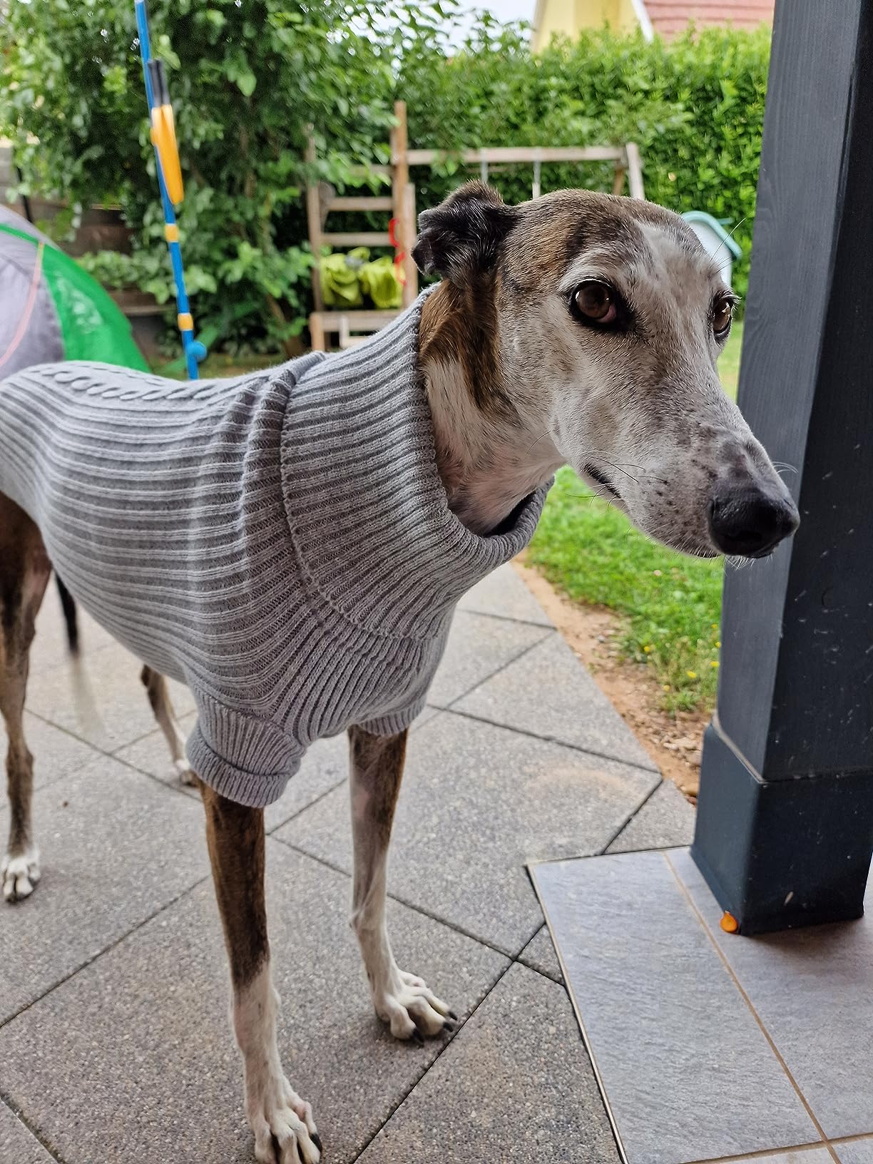 Arppe 2664017008 Jersey Long Greyhound maglione cane grigio levriero