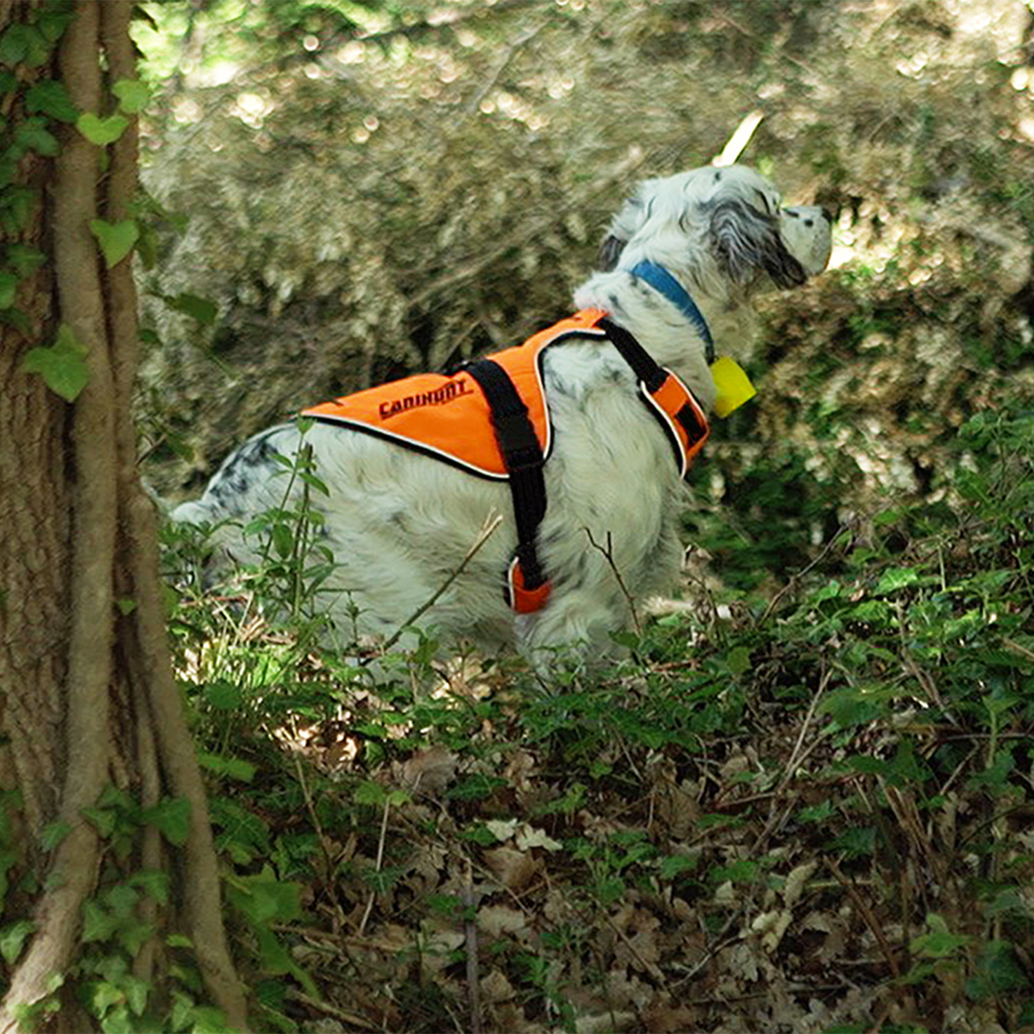 Canihunt Signal pettorina cane arancione riflettente anti-trazione