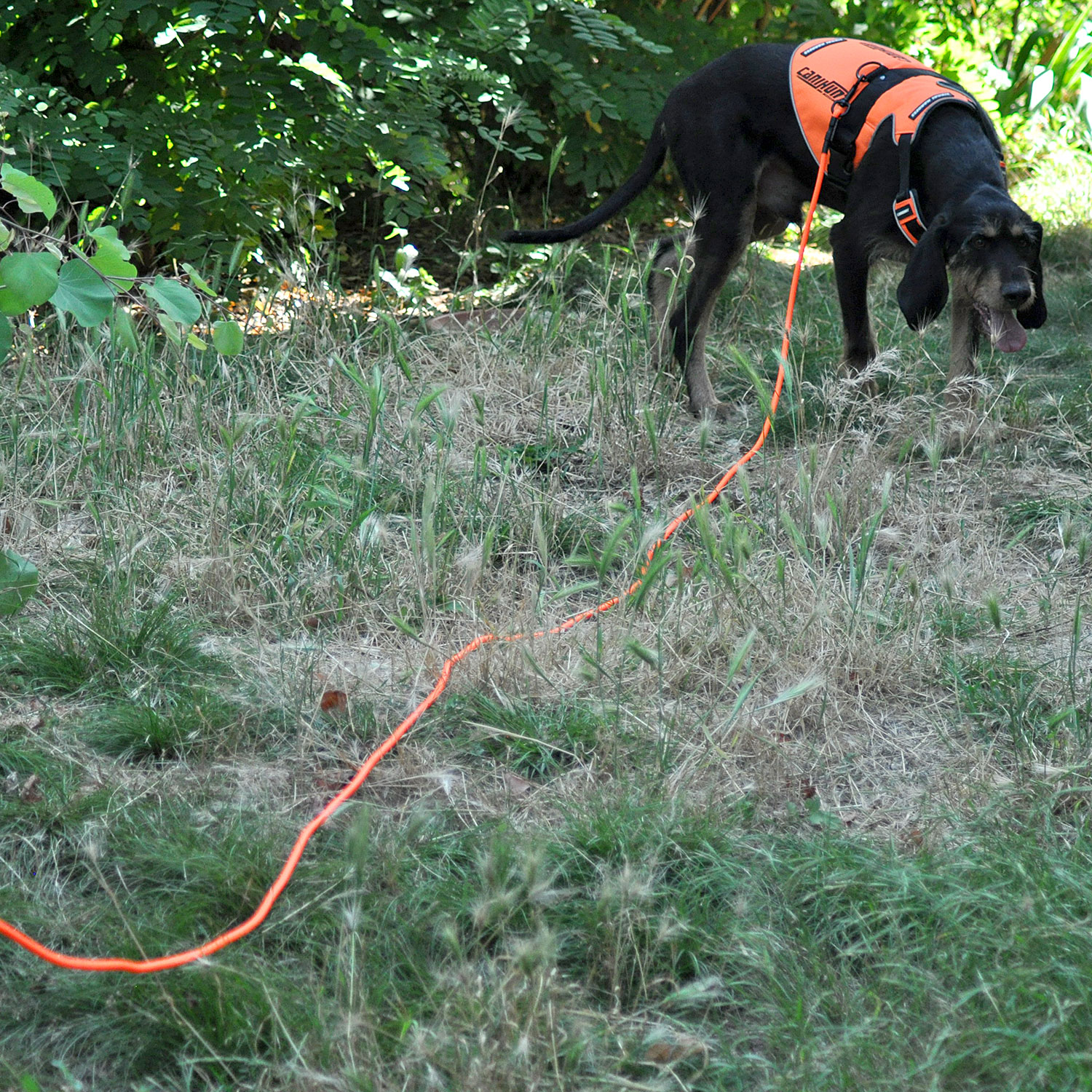 Canihunt X-Treme lunghina cane PVC arancione 10 m
