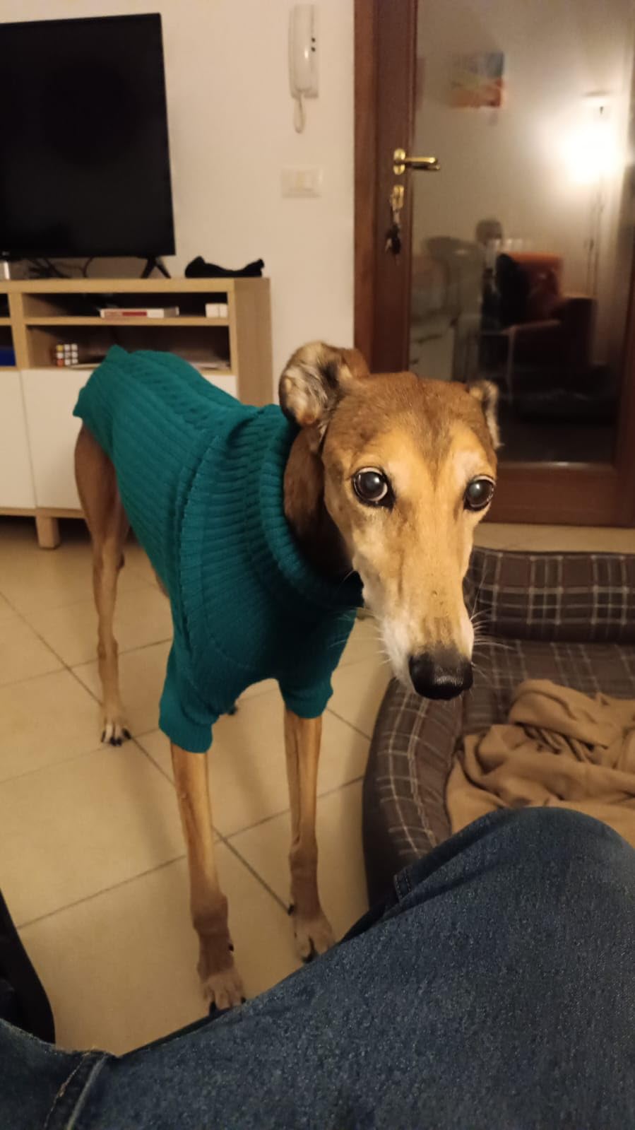 Arppe 2664017008 Jersey Long Greyhound maglione cane grigio levriero