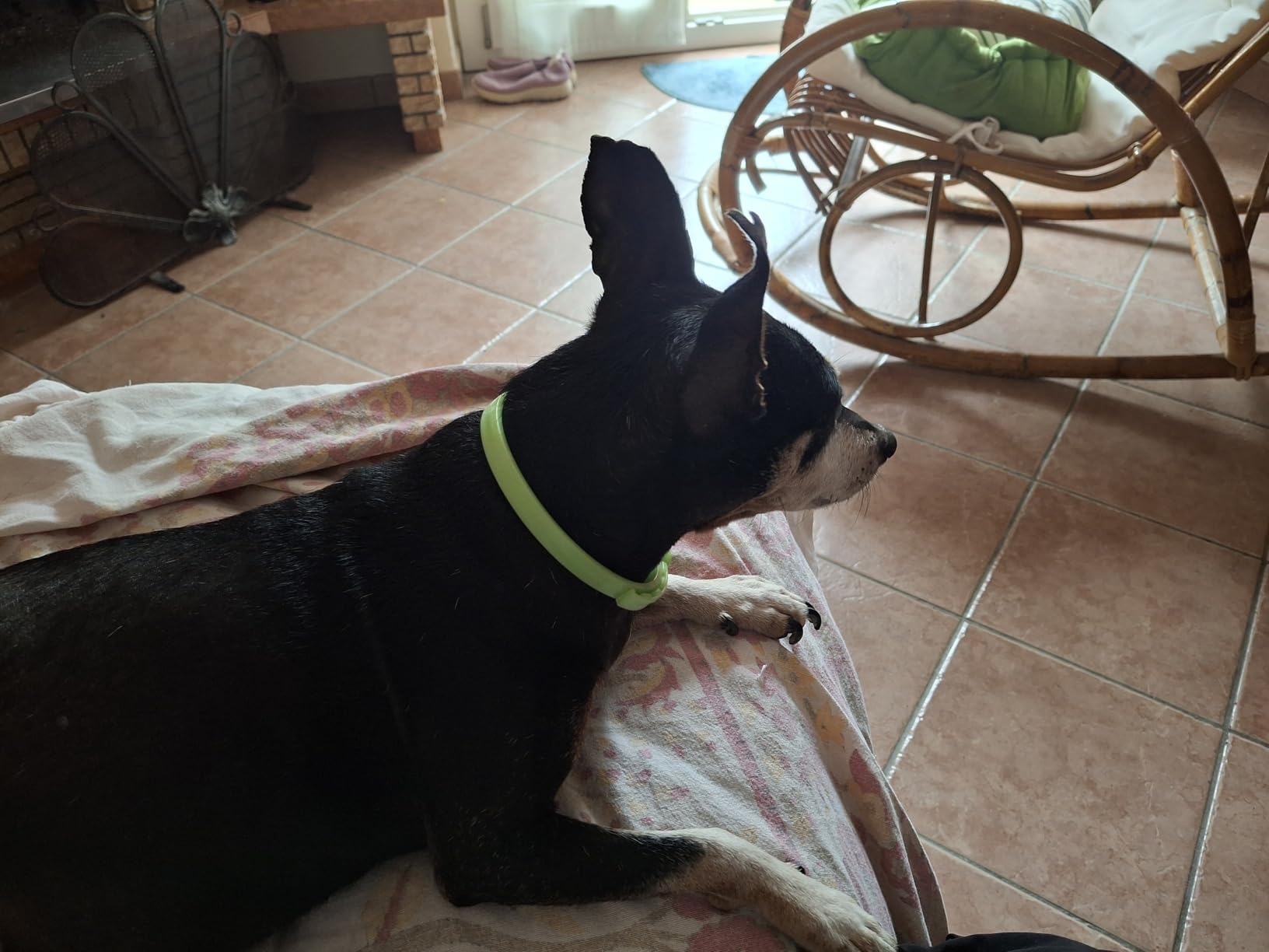 Camon Protection Barriera Collare per Cane Neem 60 cm