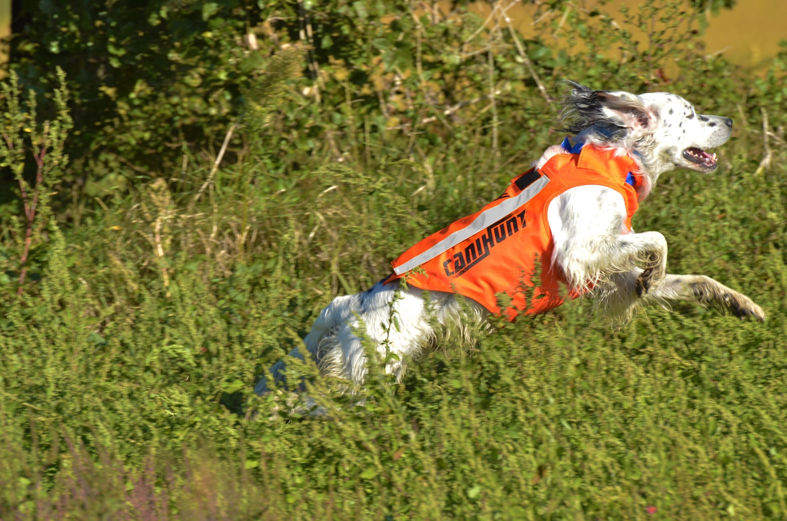Canihunt Flash V2 gilet segnaletico per cani arancione