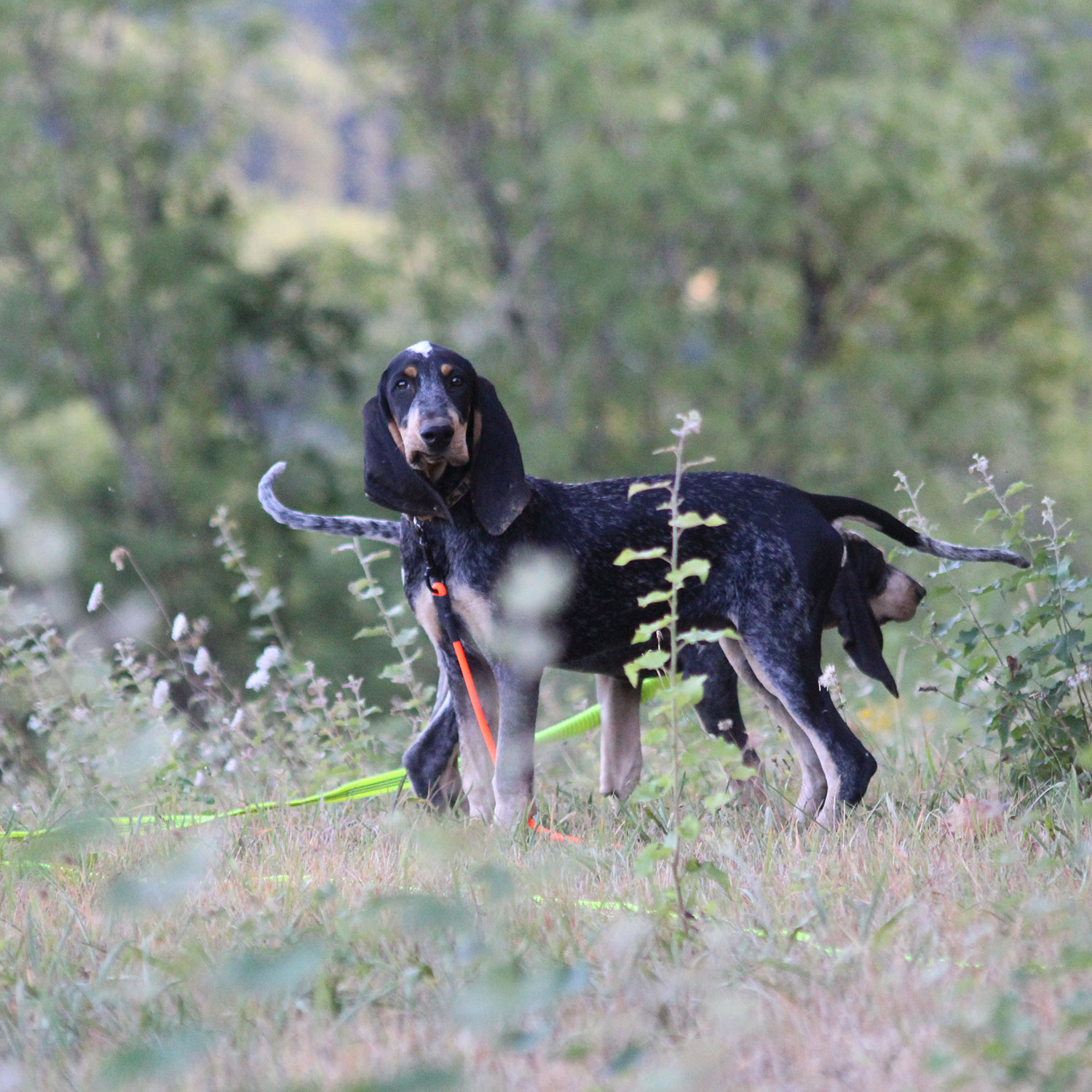 Canihunt X-Treme lunghina cane PVC arancione 10 m