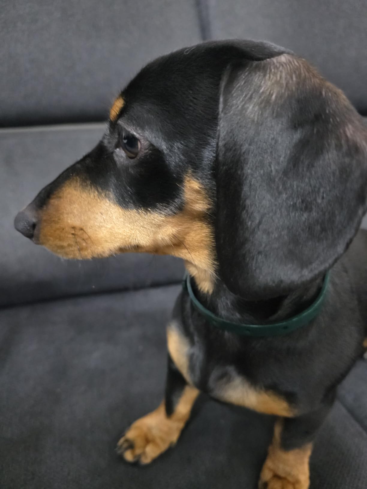 Camon salviette detergenti cani e gatti neem 40 pezzi