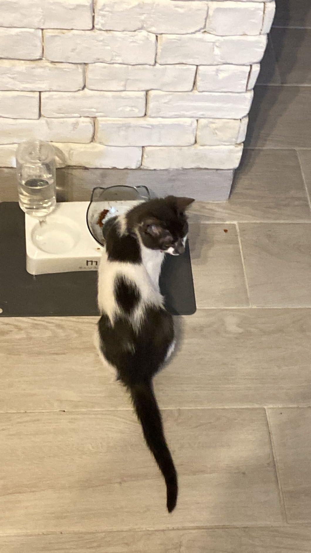 Marchul Ciotole doppie + Borraccia gatti acciaio 15°