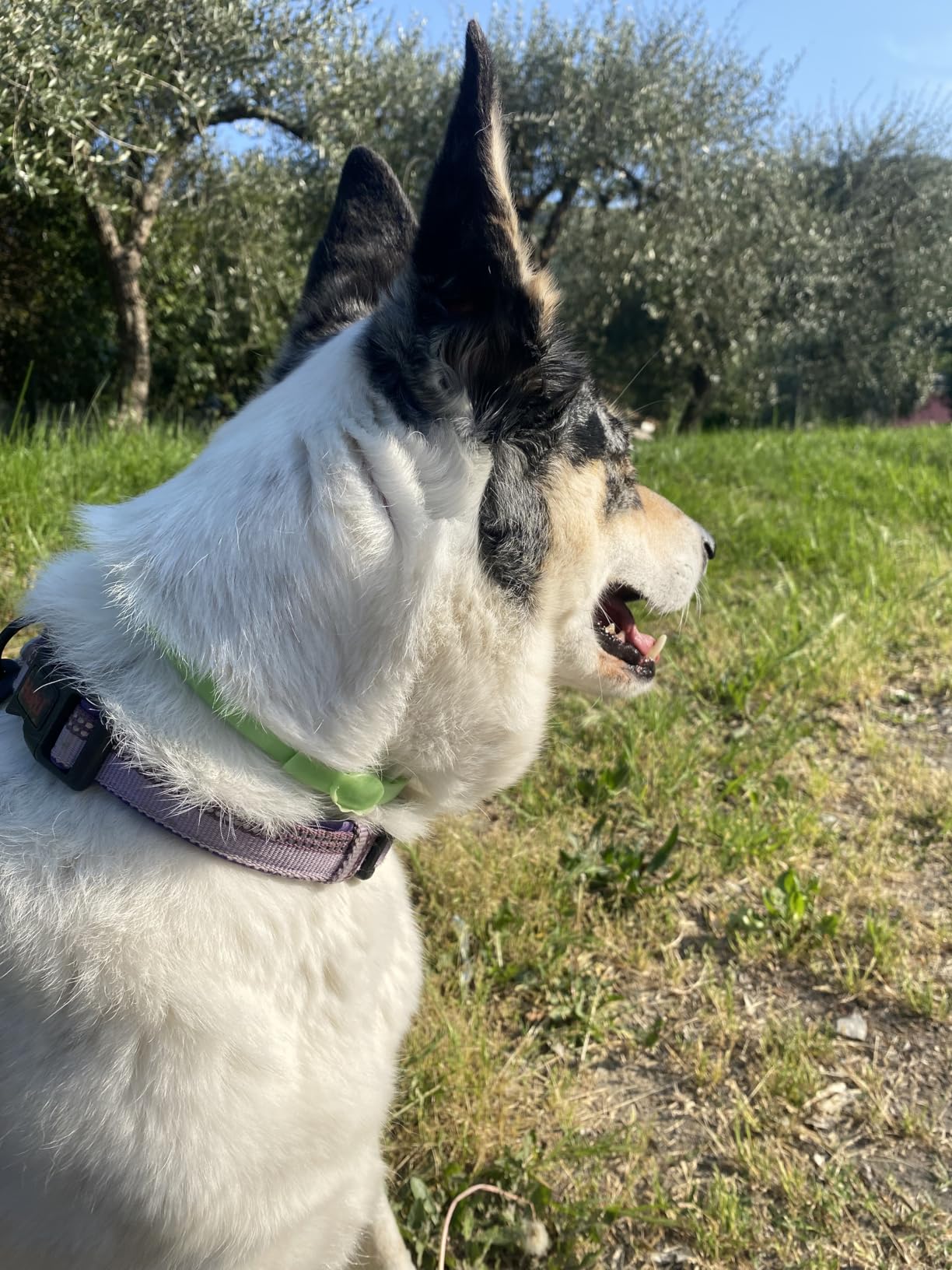 Camon Protection Barriera Collare per Cane Neem 60 cm