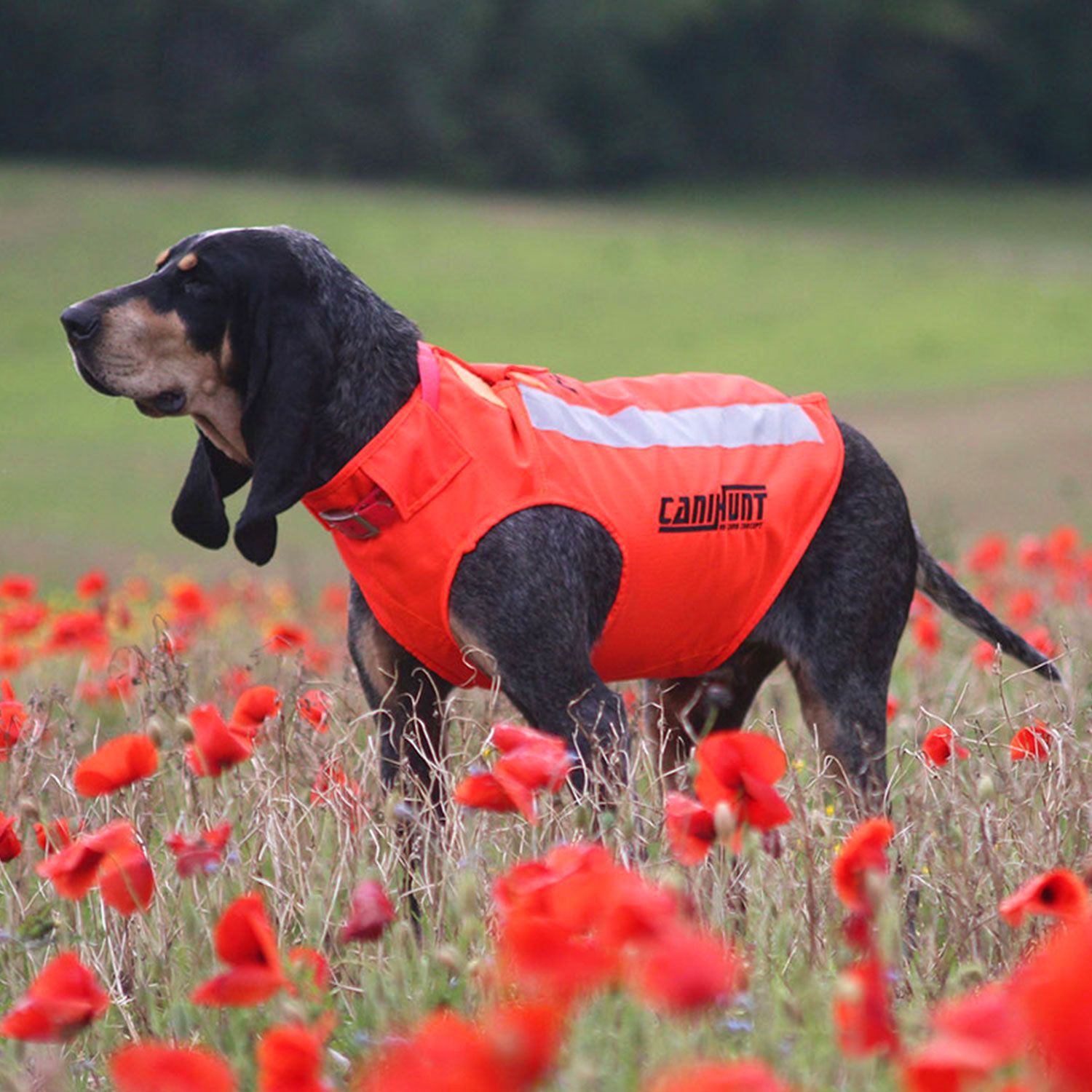 Canihunt Flash V3 gilet cane arancione fluo protettivo