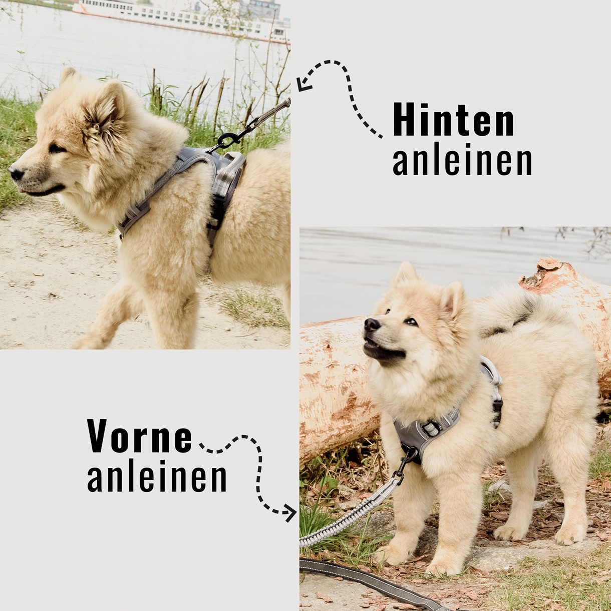Ne&No Outdoor pettorina cani riflettente sicura in auto