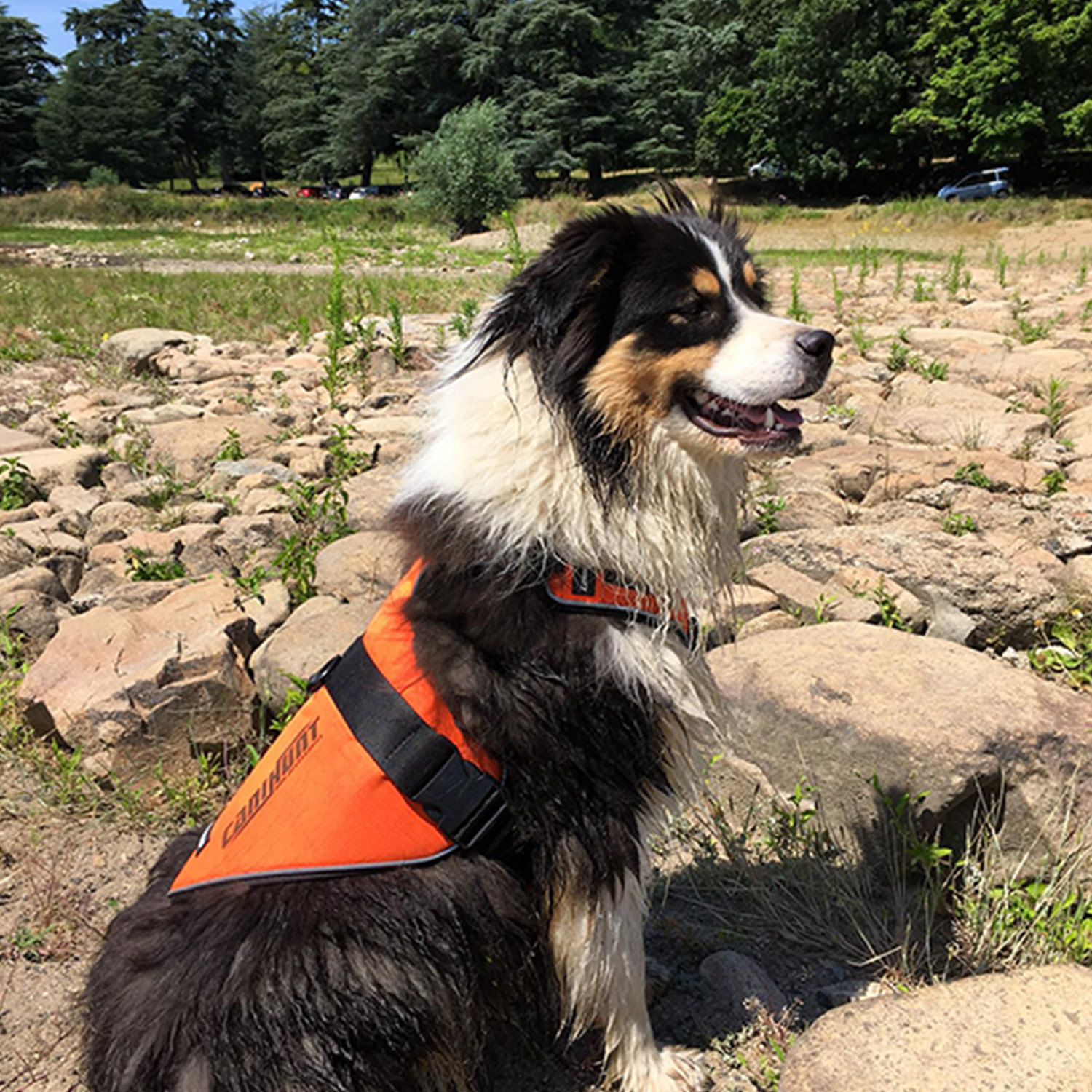 Canihunt Signal pettorina cane arancione riflettente anti-trazione
