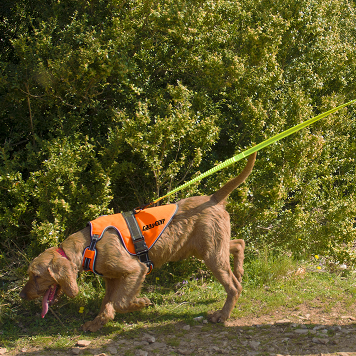 Canihunt Signal pettorina cane arancione riflettente anti-trazione
