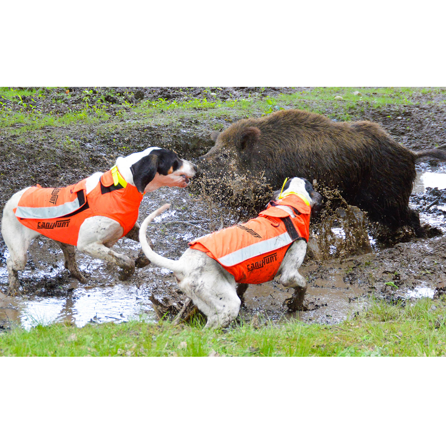 Canihunt Protect Light gilet protettivo cane leggero