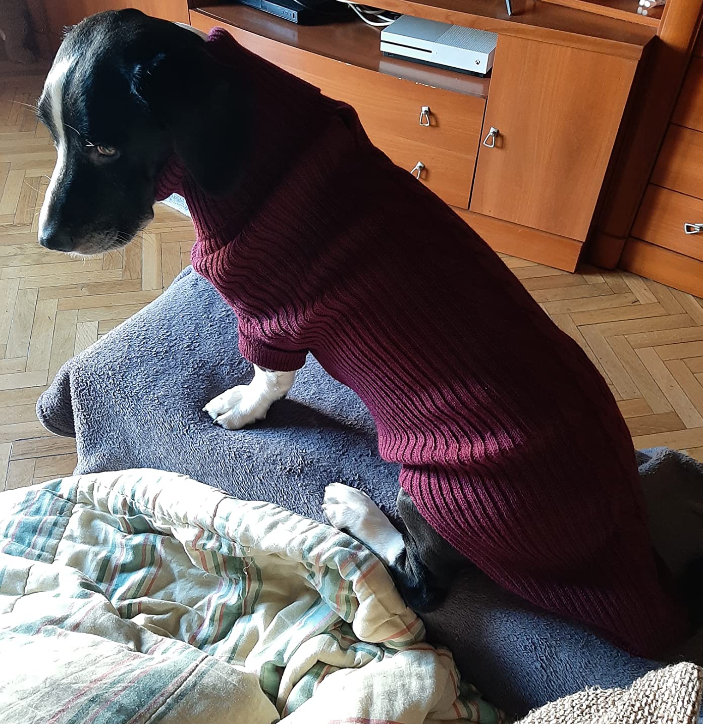 Arppe Sander Maglioncino Cane Fucsia in Acrilico