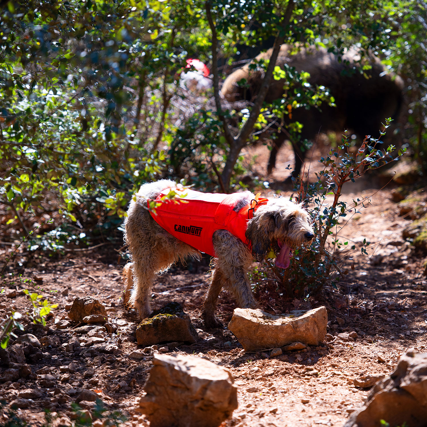 Canihunt Protect Pro L’Original giubbotto cane antiperforazione