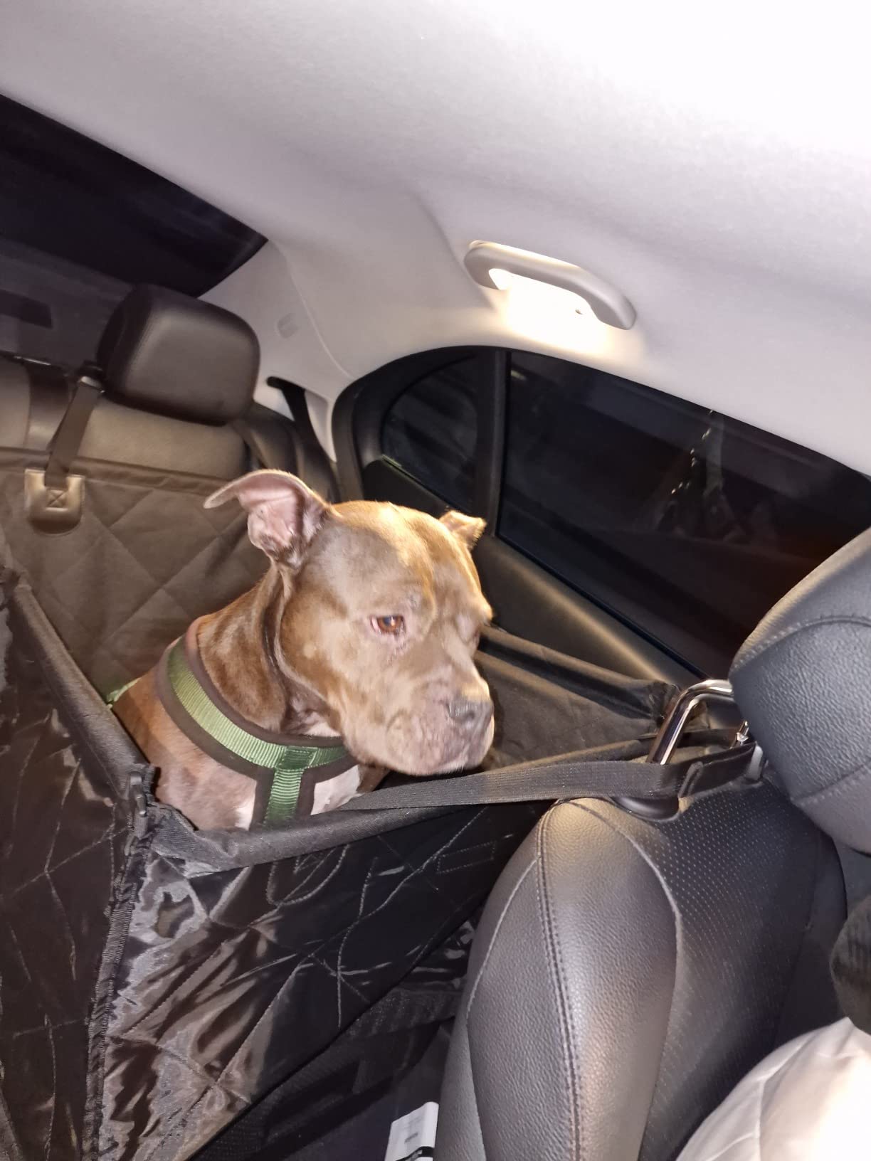 Looxmeer Seggiolino Auto per Cani Taglia Piccola Media Impermeabile