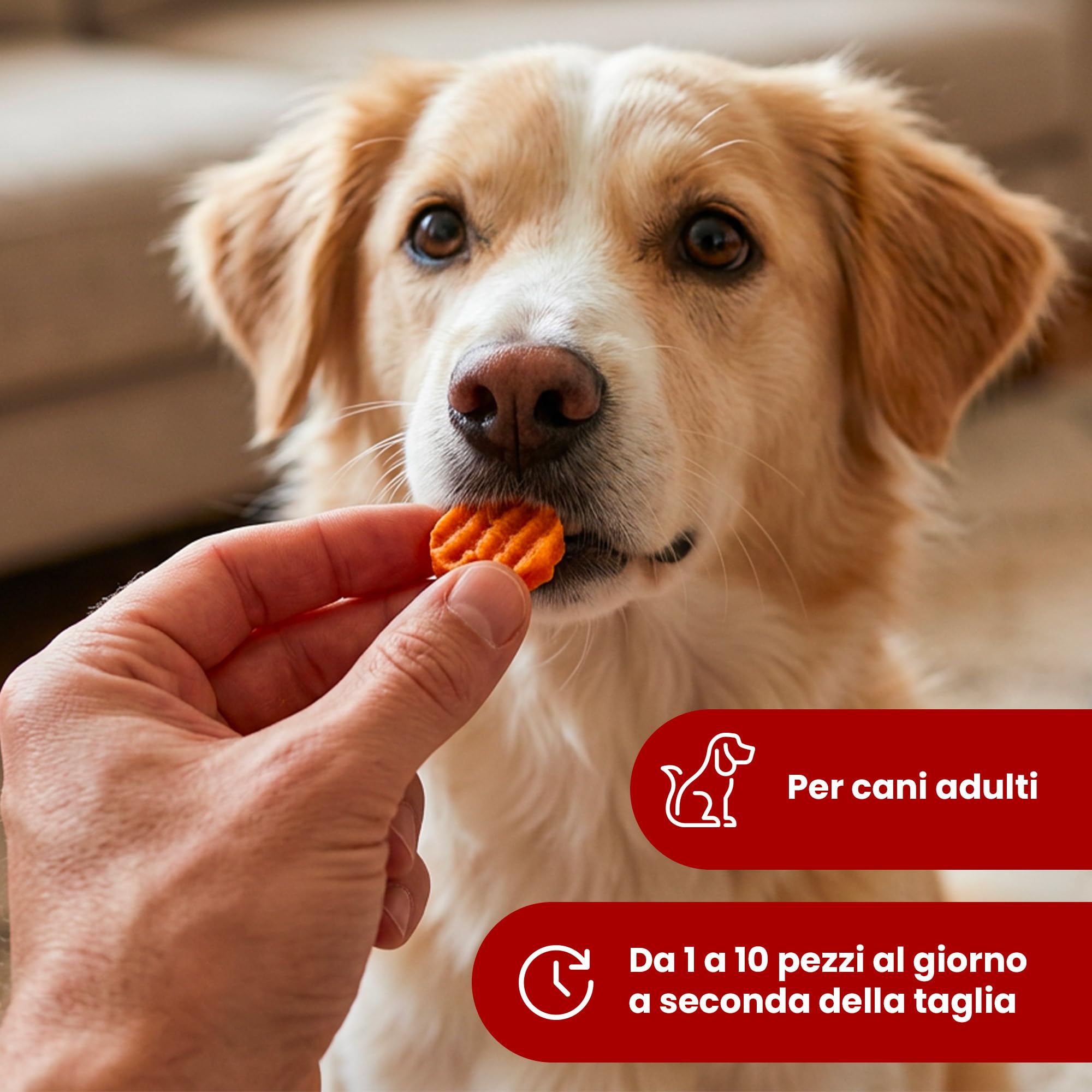 Camon Rolls Snack Monetine Pollo Cani Adulti 80 g Grigliate