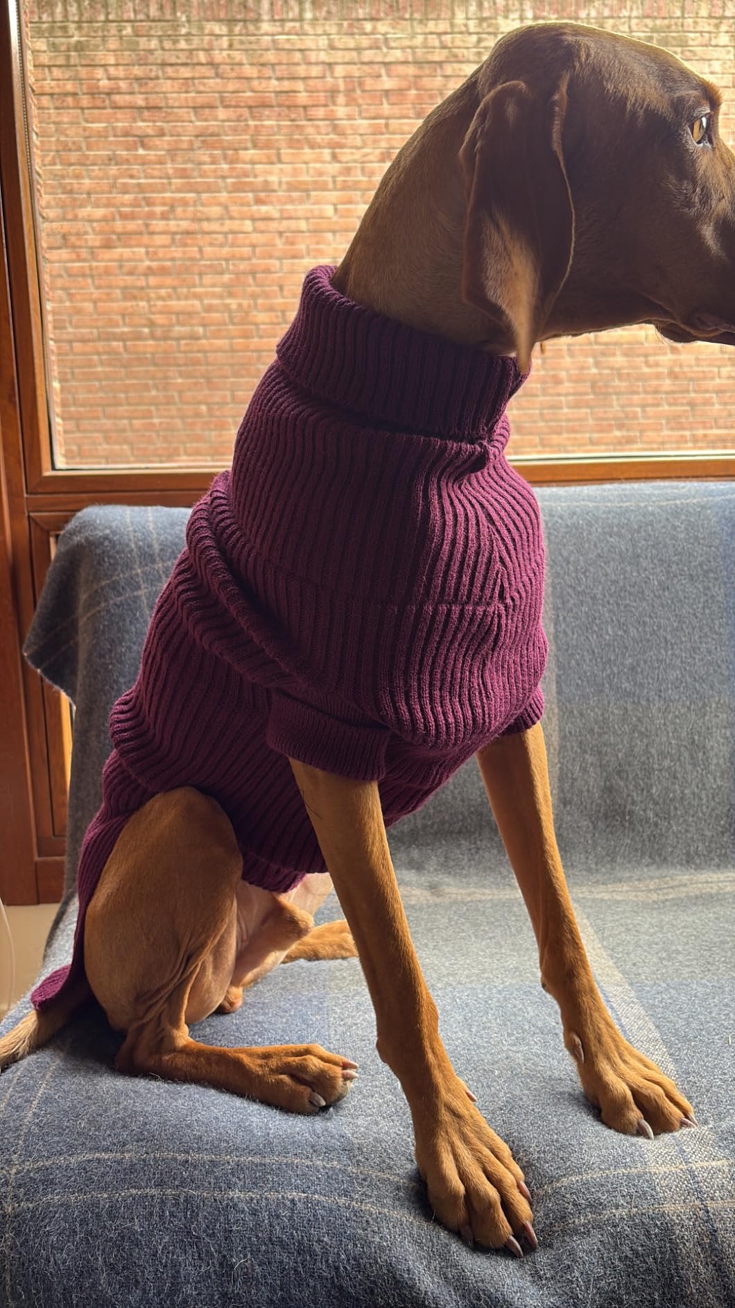Arppe Sander Maglioncino Cane Fucsia in Acrilico