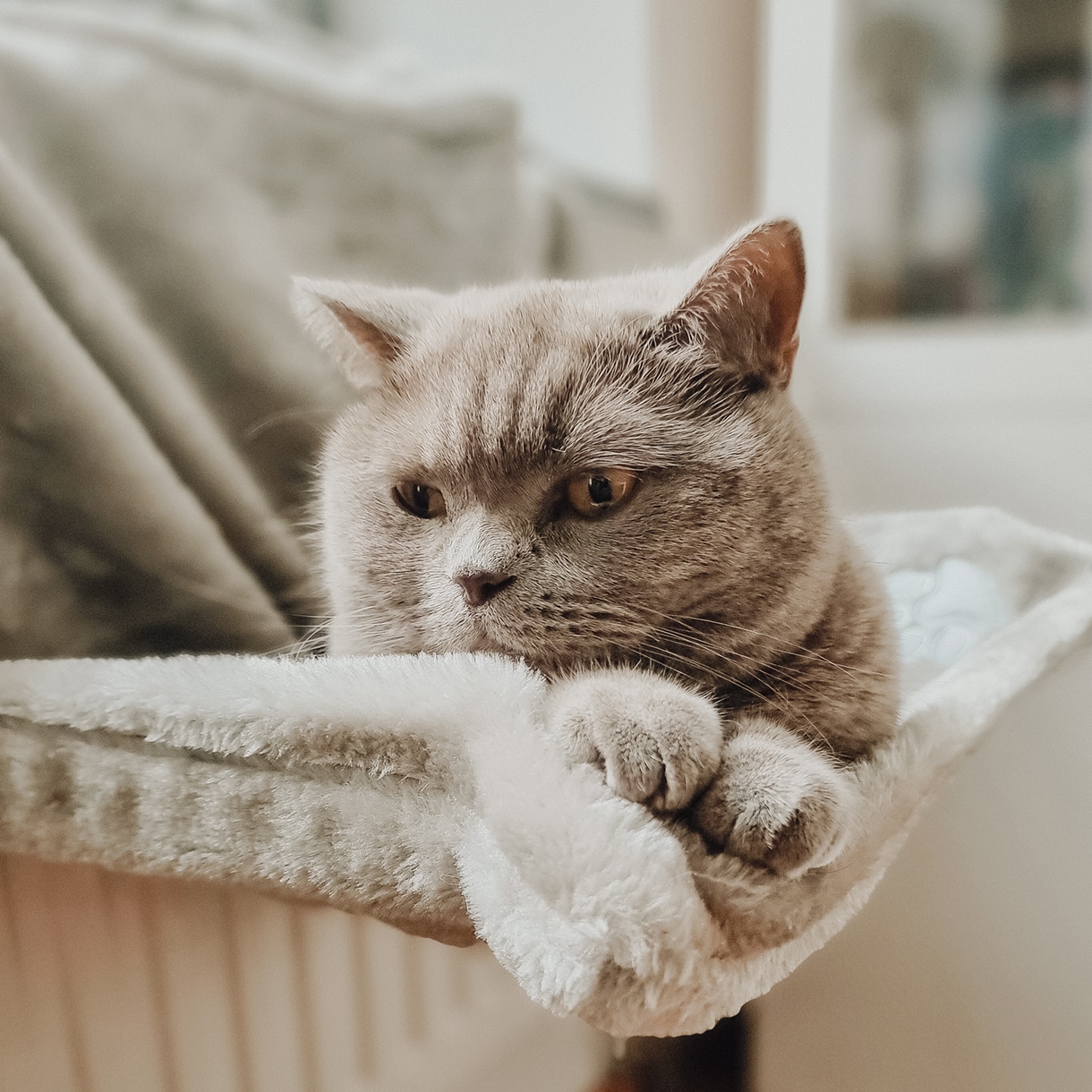 Ne&No lettino termosifone gatto amaca peluche 13 kg