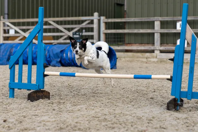 The Company of Animals Improver Agility corso agility 12 maggio ore 12