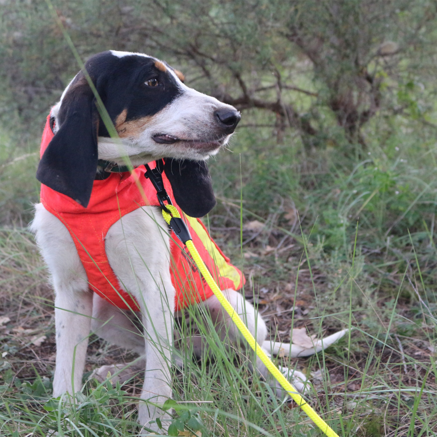 Canihunt Alp Guinzaglio Cane Tondo 150 cm Giallo Fluo