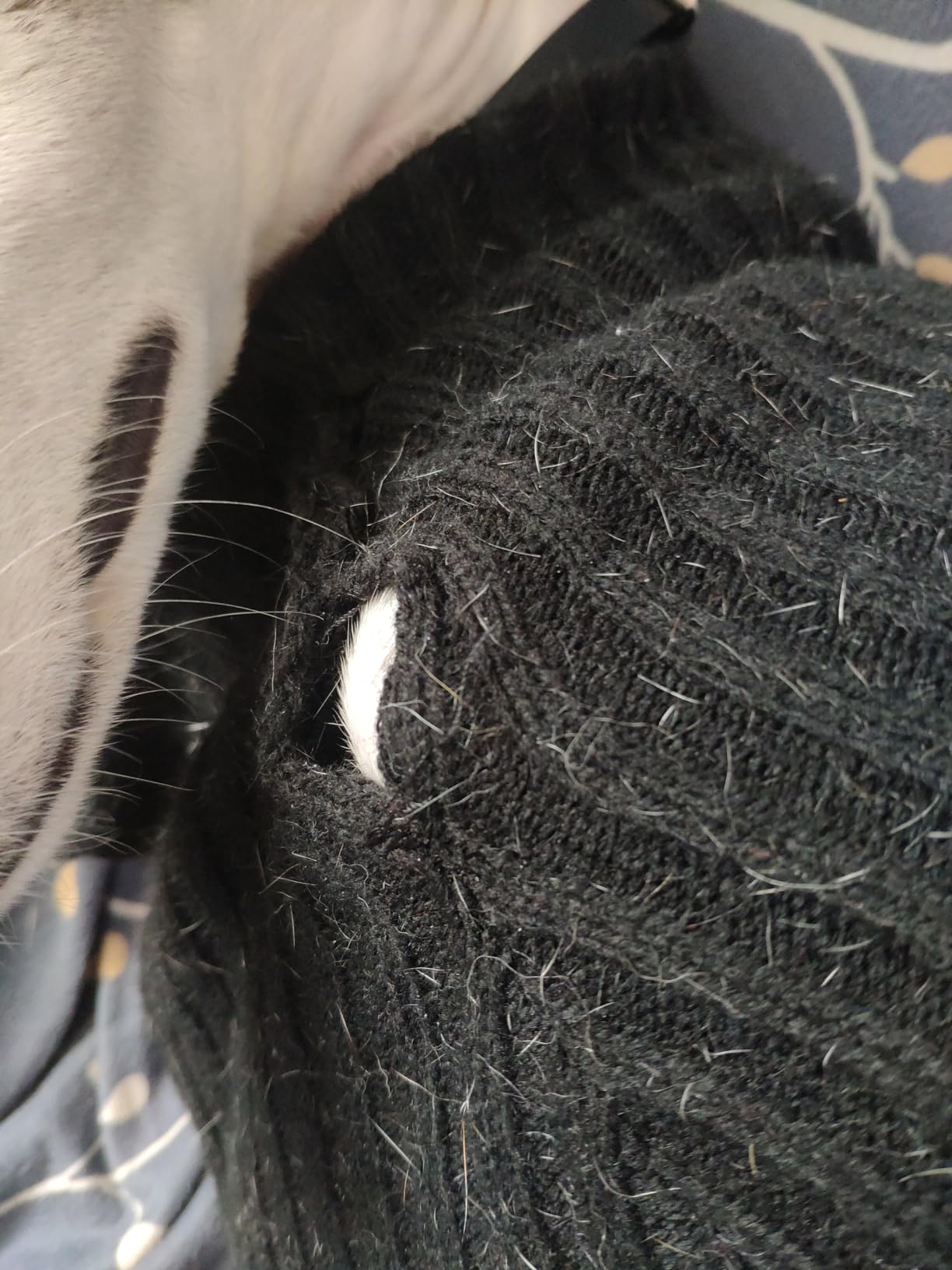 Arppe 2664017008 Jersey Long Greyhound maglione cane grigio levriero