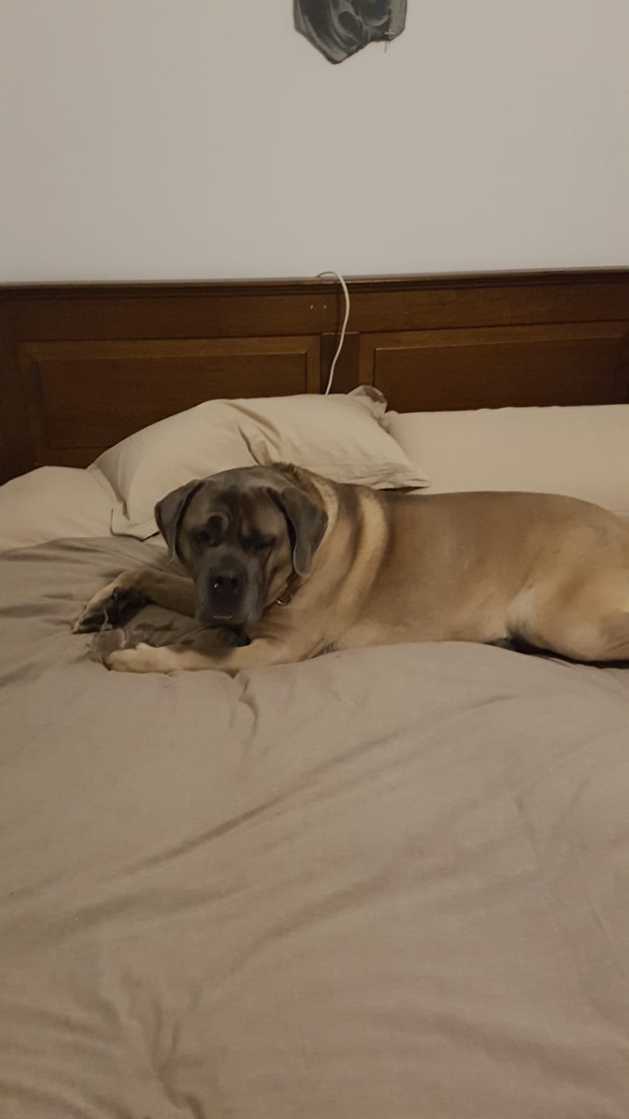 Camon Salviette Maxi Talco per Cani 18 Pezzi