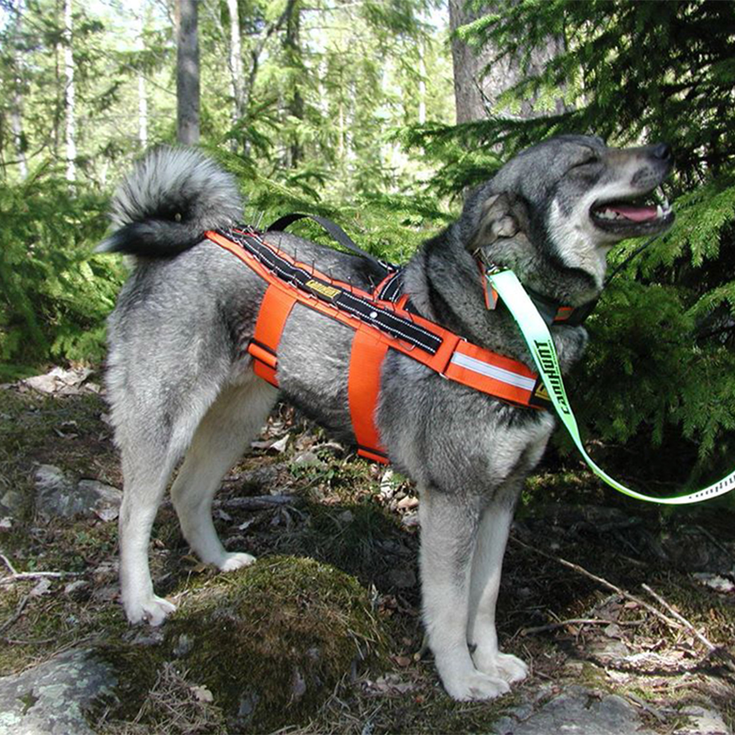 Canihunt Spike pettorina per cane arancione anti-aggressione