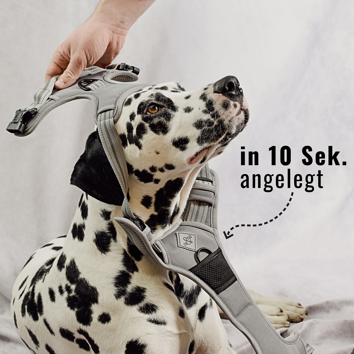 Ne&No Outdoor pettorina cani riflettente sicura in auto