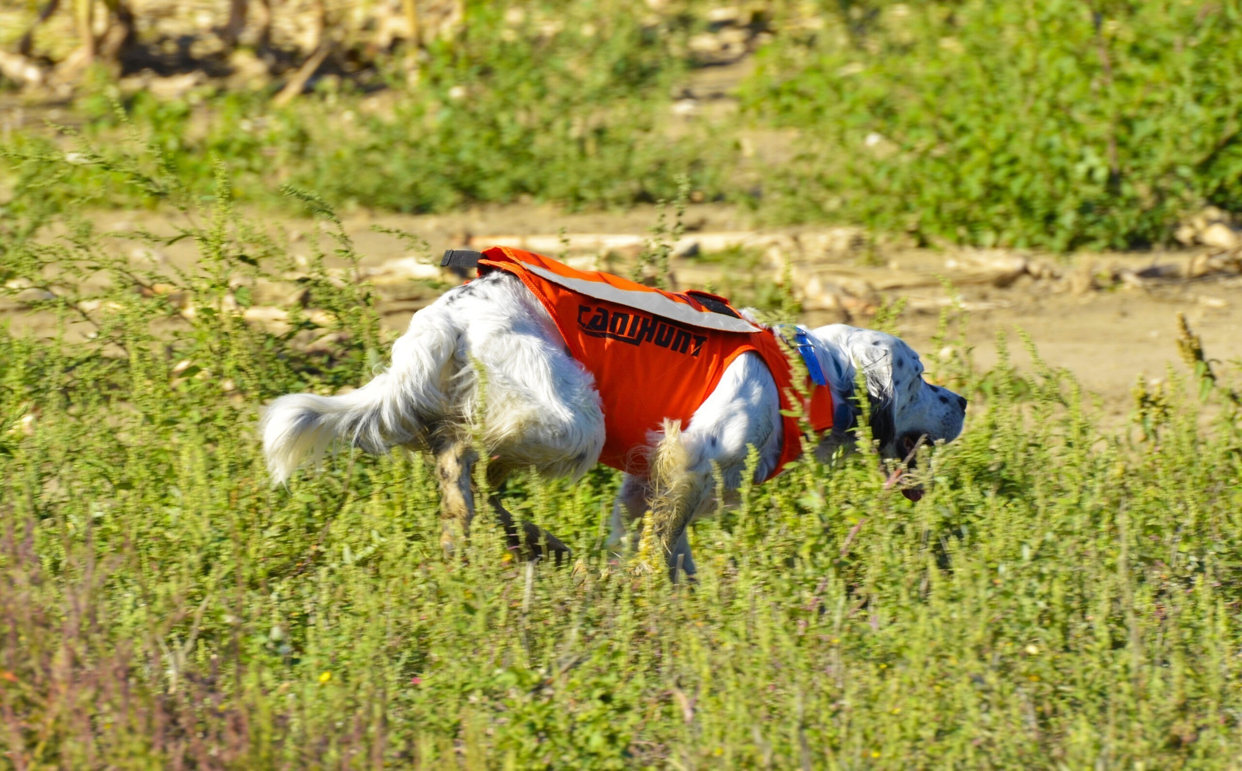 Canihunt Flash V2 gilet segnaletico per cani arancione