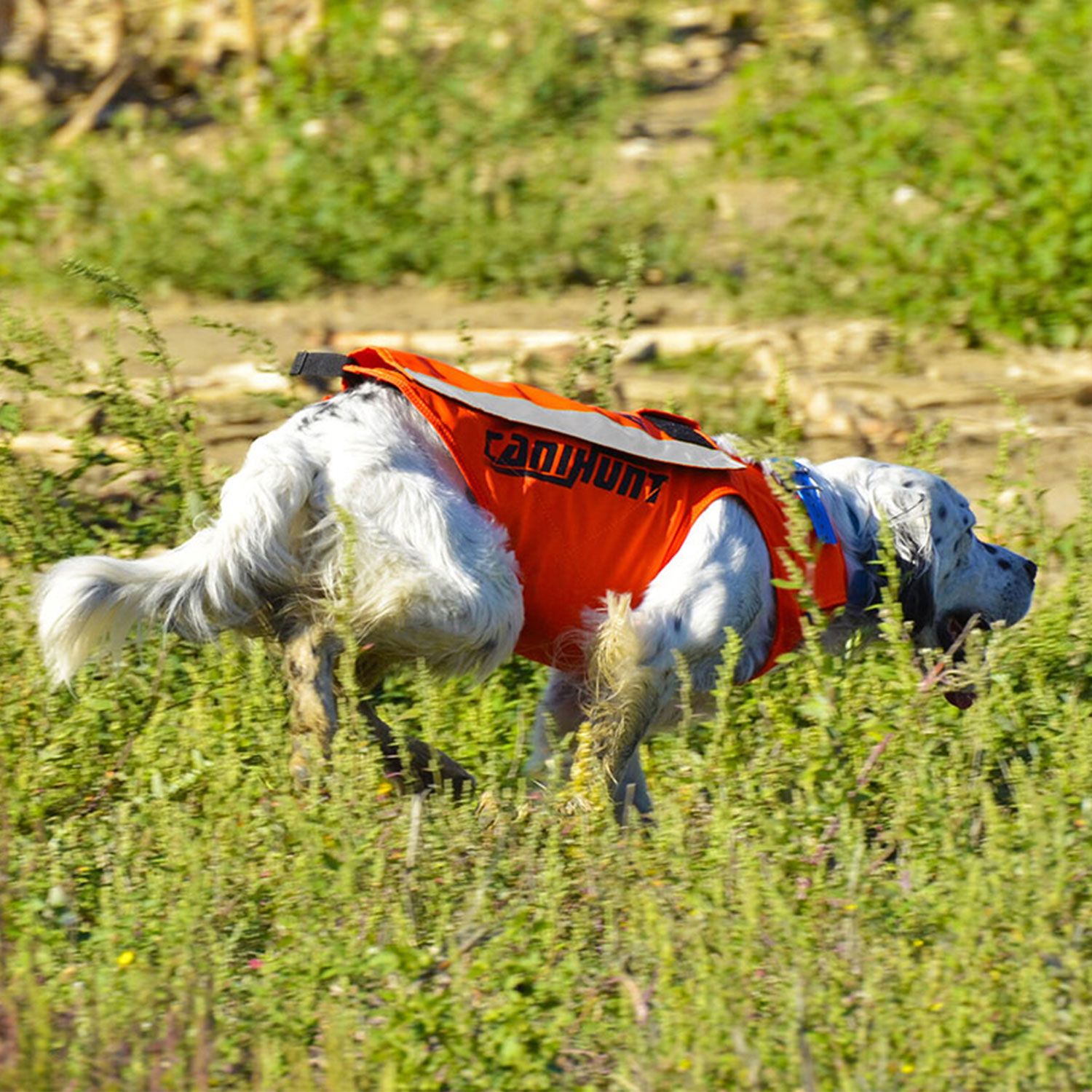 Canihunt Flash V3 gilet cane arancione fluo protettivo