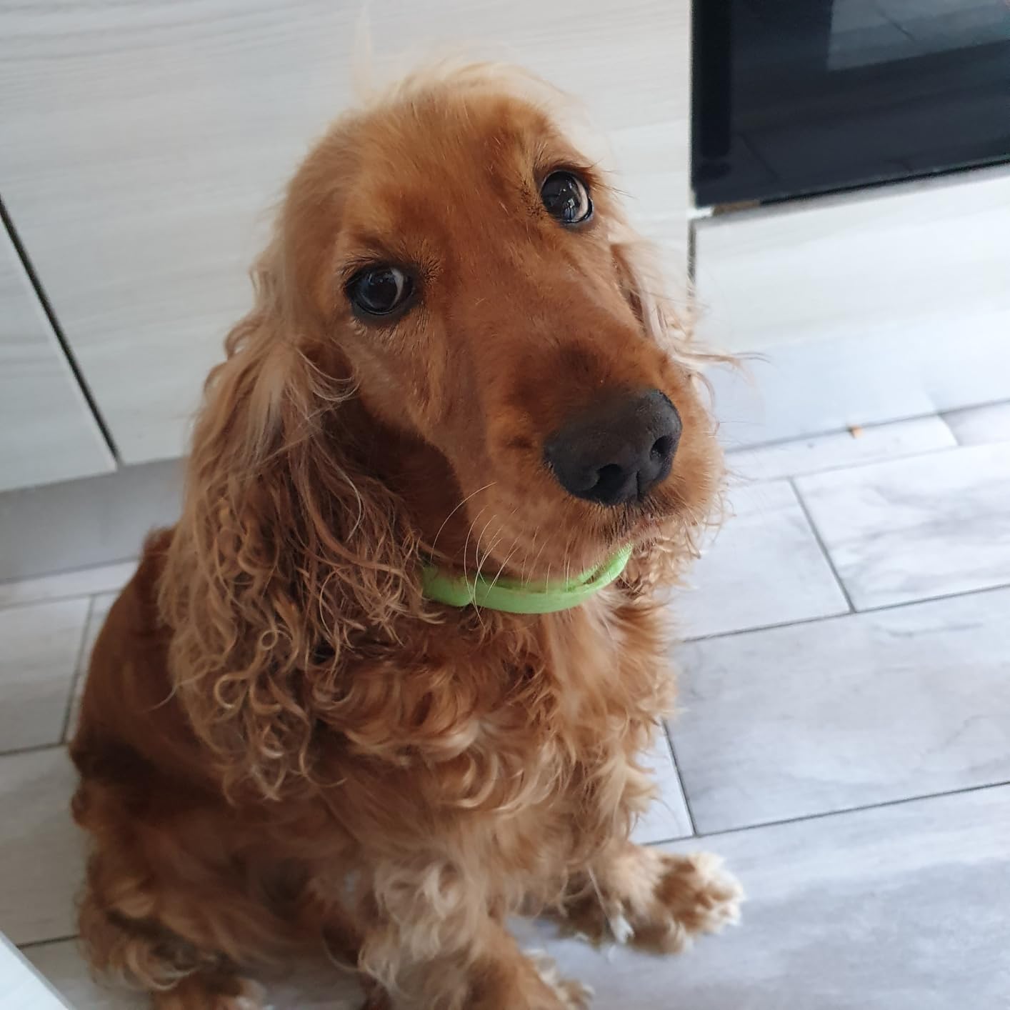 Camon Protection Barriera Collare per Cane Neem 60 cm