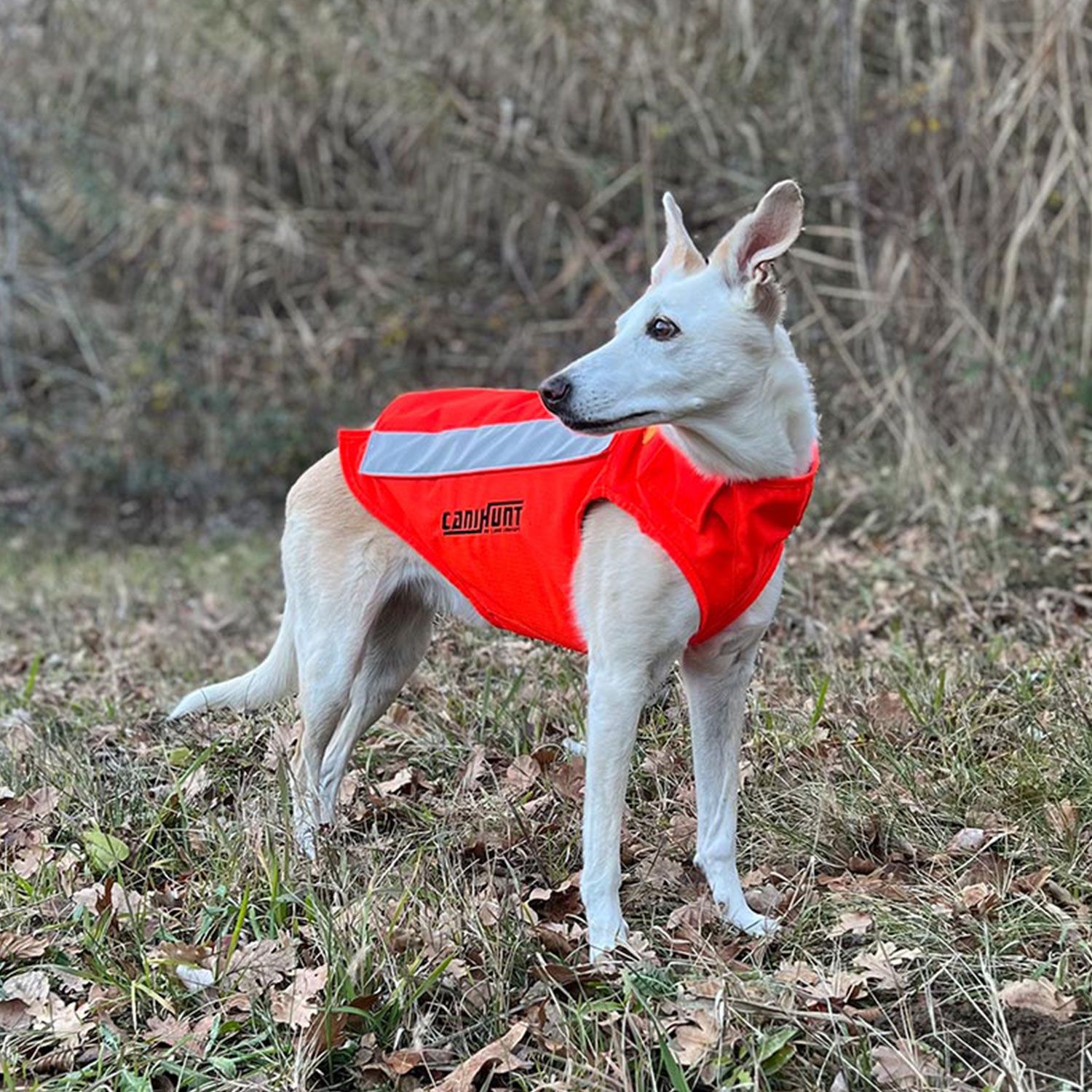 Canihunt Flash V3 gilet cane arancione fluo protettivo
