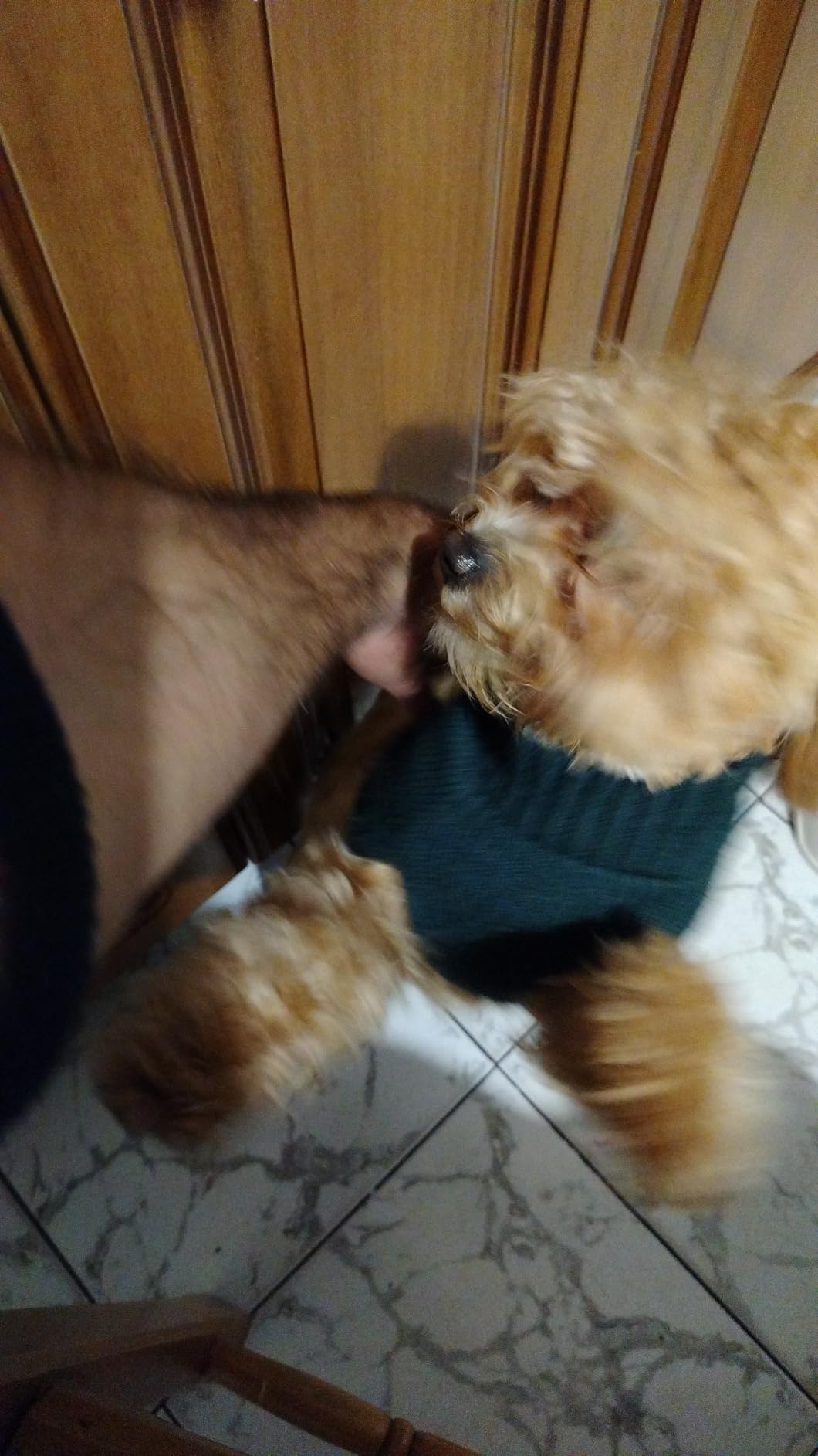 Camon Hybrid compresse per cani e gatti 60 pz alitosi
