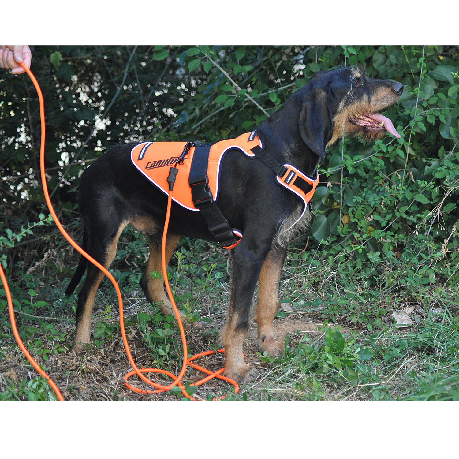 Canihunt X-Treme lunghina cane PVC arancione 10 m