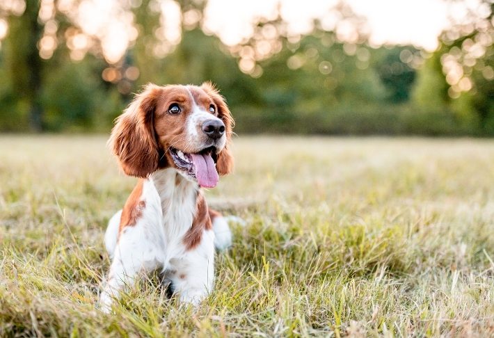The Company of Animals Adult Dog corso cani adulti 21 giugno ore 19