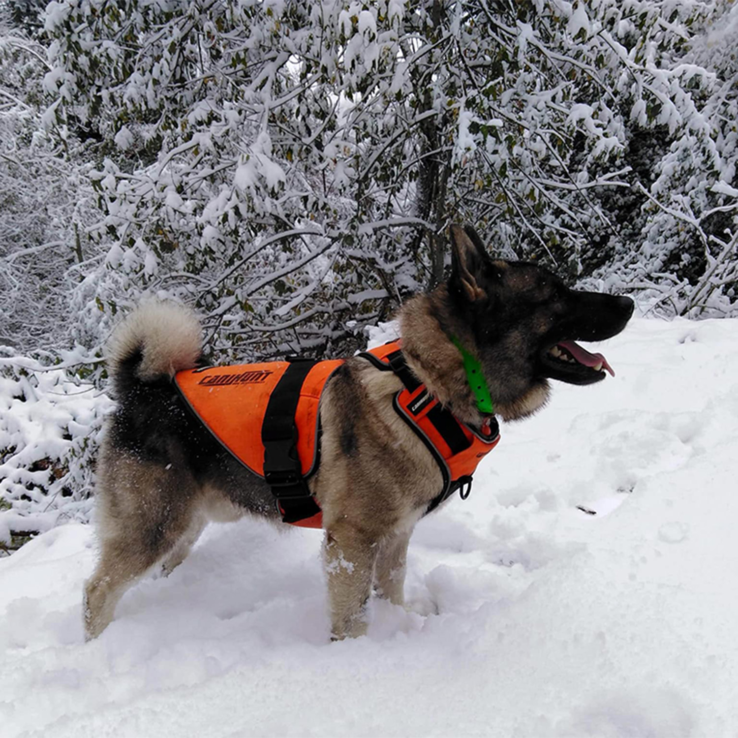 Canihunt Signal pettorina cane arancione riflettente anti-trazione