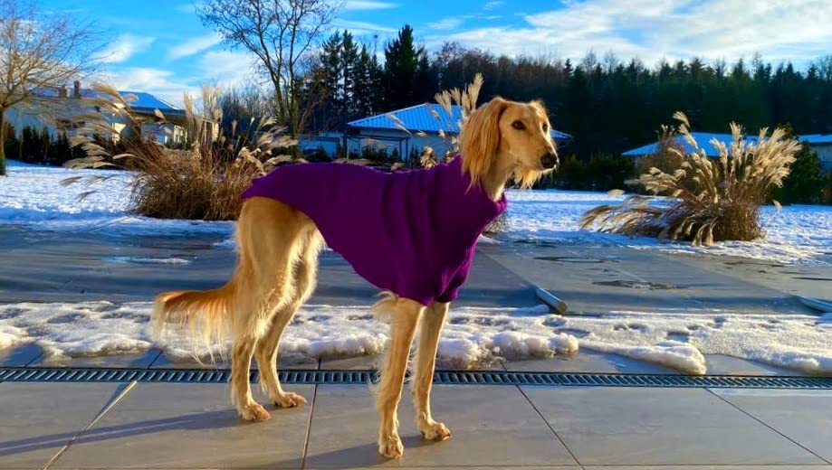 Arppe Jersey Long Galgo maglia cane viola taglia L large
