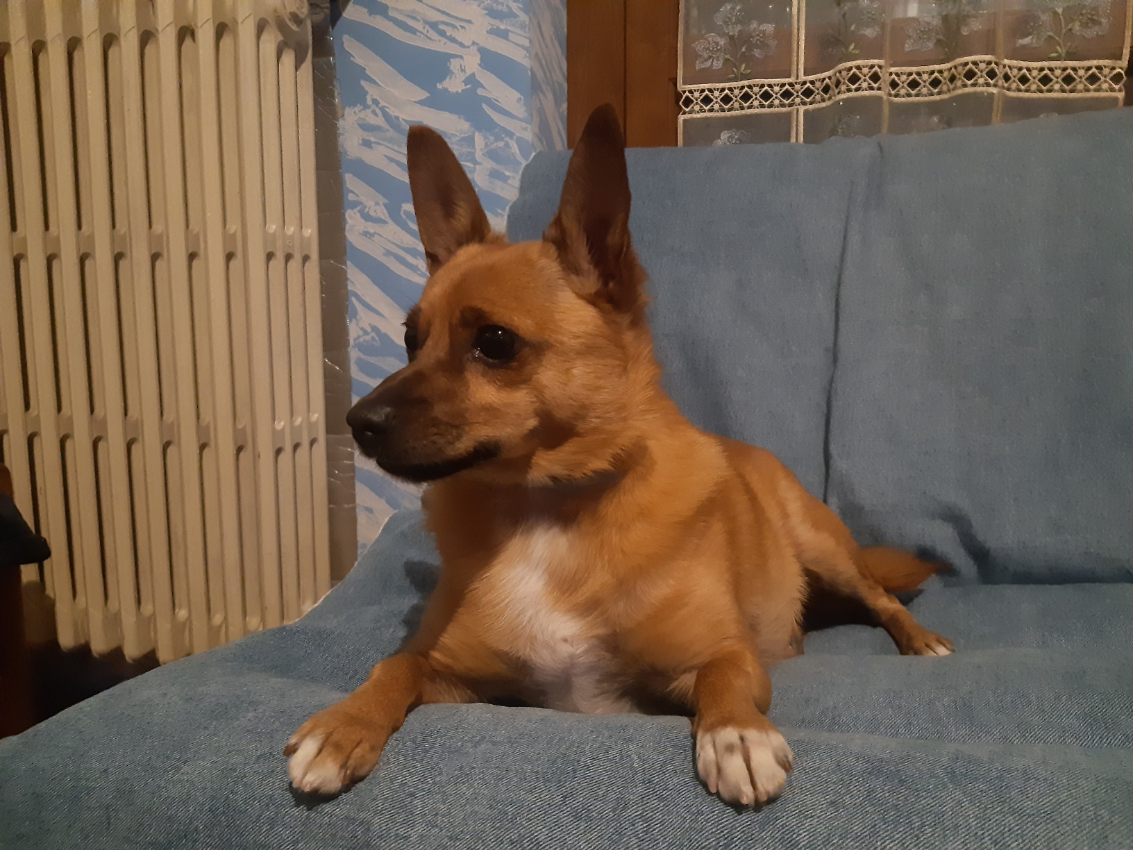 Camon Lozione Occhi Cani e Gatti 100 ml Camomilla