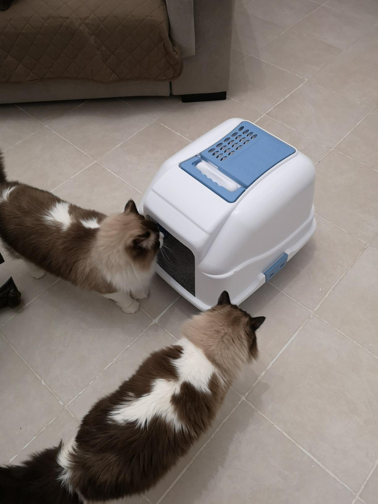 Camon Easy Cat lettiera chiusa per gatti grandi filtro