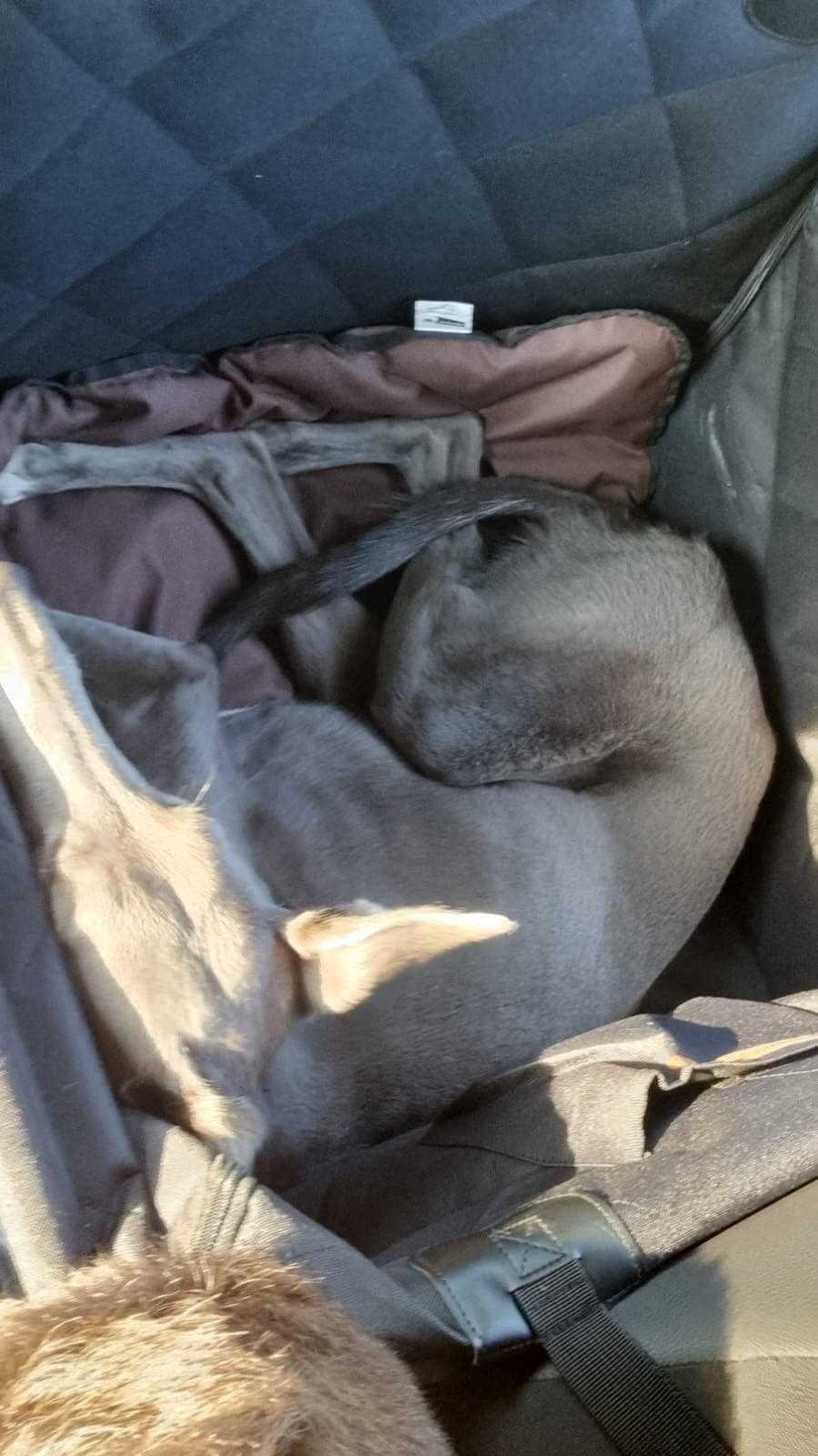 Looxmeer Seggiolino Auto per Cani Taglia Piccola Media Impermeabile