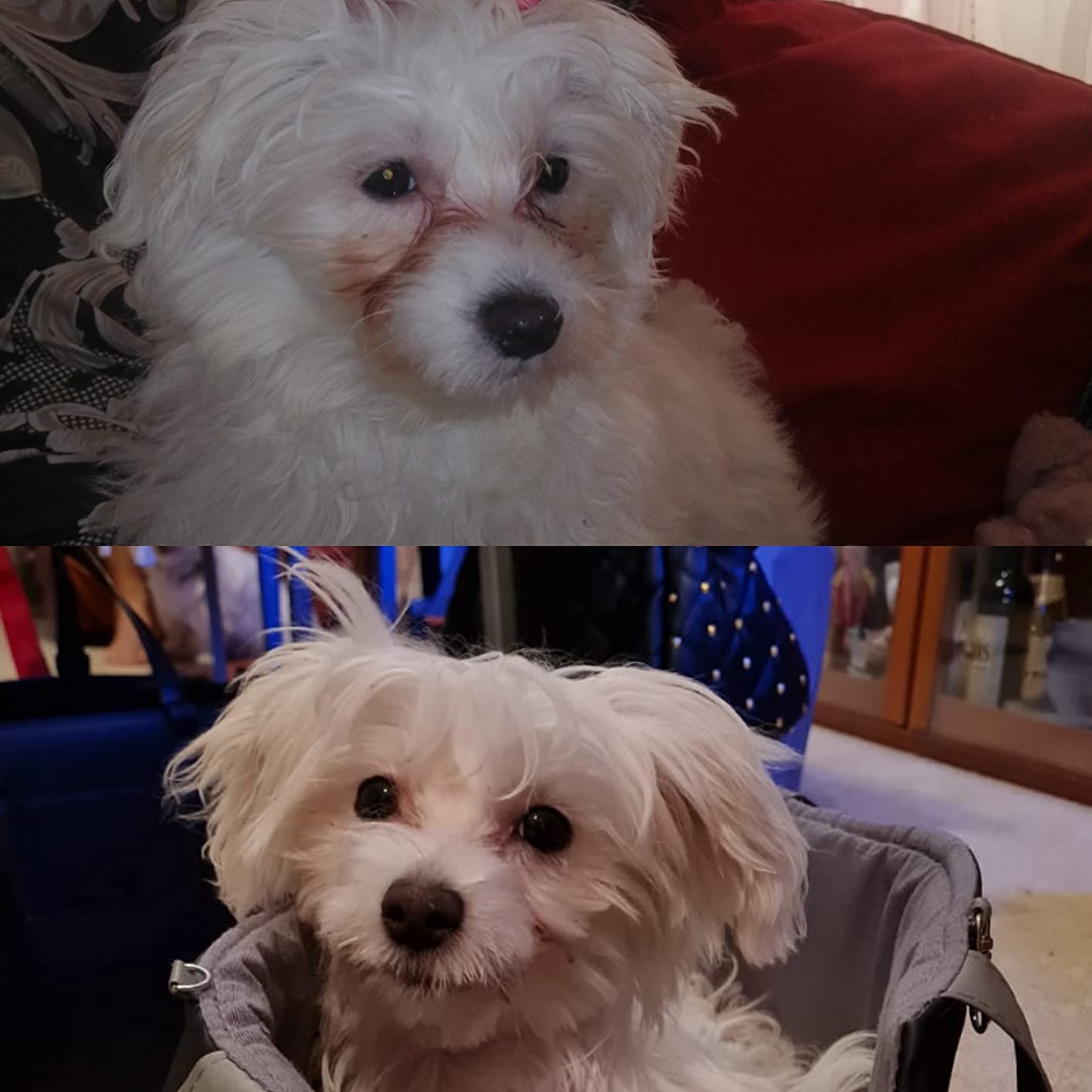 Camon Hybrid compresse per cani e gatti 60 pz alitosi