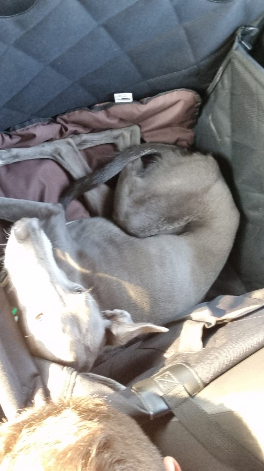 Looxmeer Seggiolino Auto per Cani Taglia Piccola Media Impermeabile