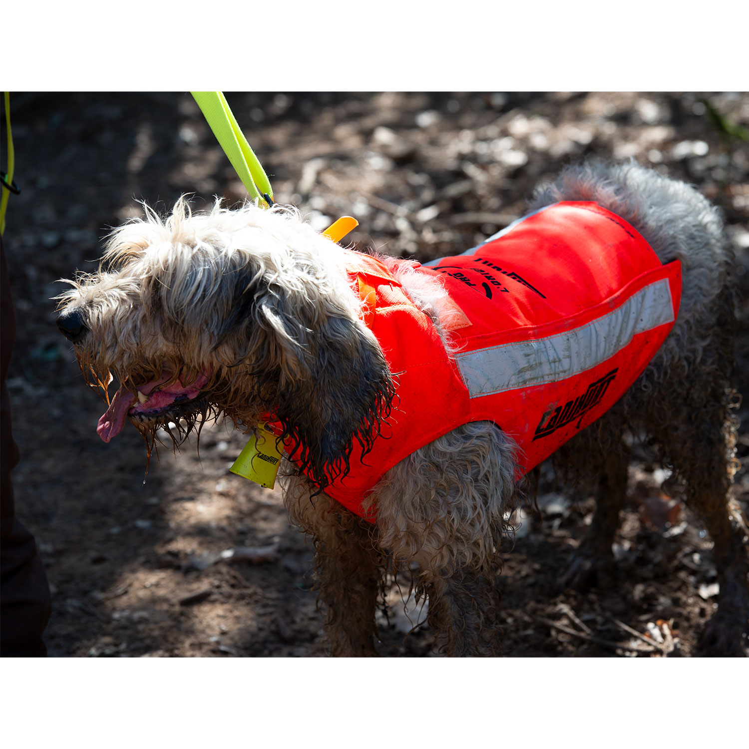 Canihunt Protect Pro L’Original giubbotto cane antiperforazione