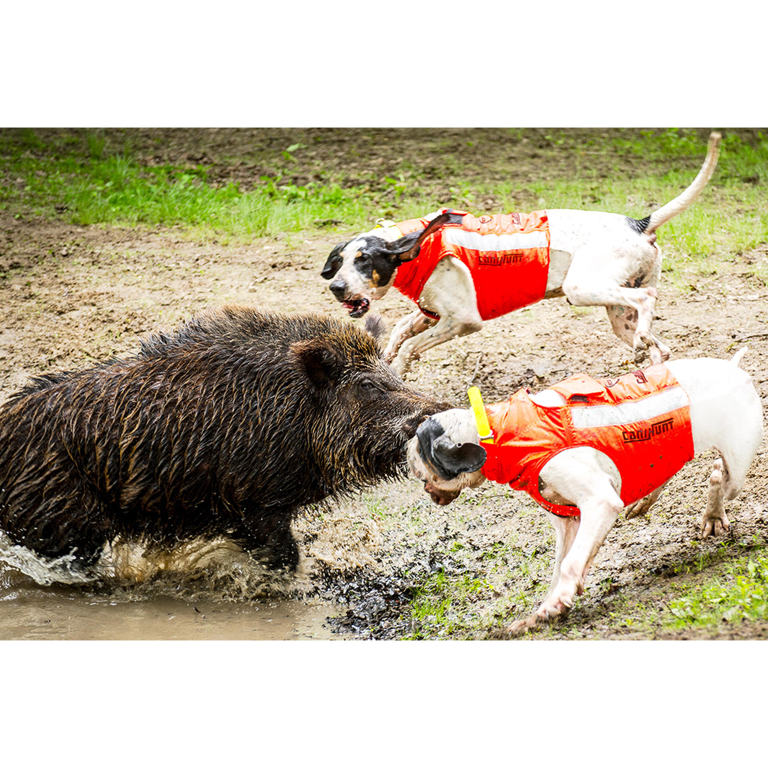Canihunt Protect Eco giubbotto cane Cordura anti-perforazione